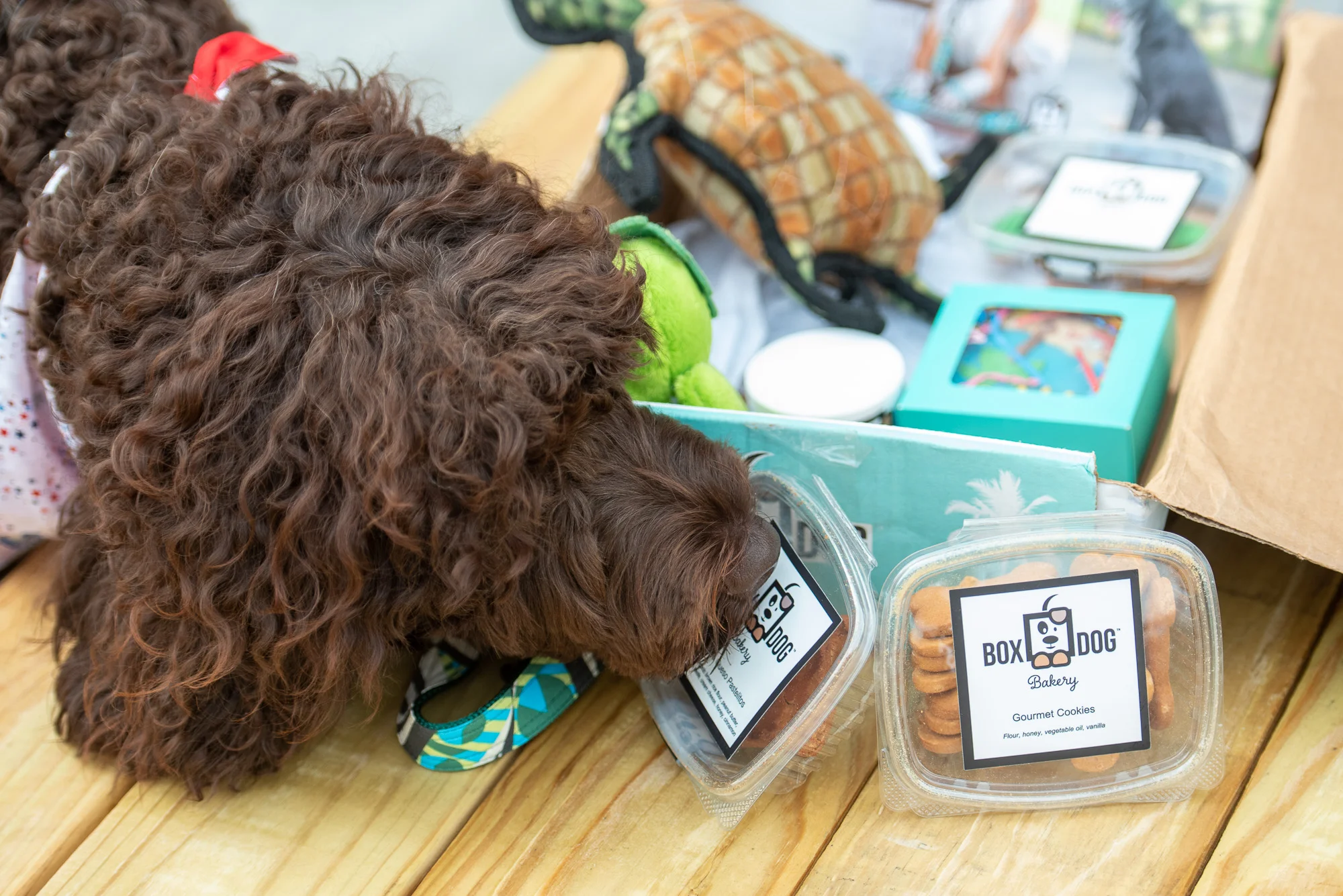 dog with subscription box.JPG