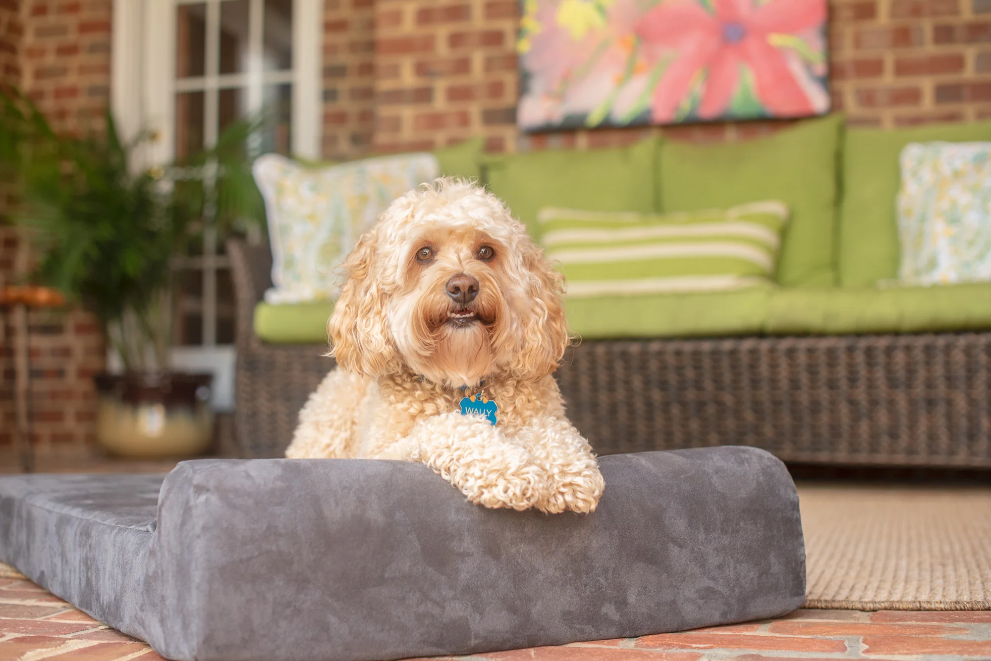 dog walker commercial pet photography.JPG