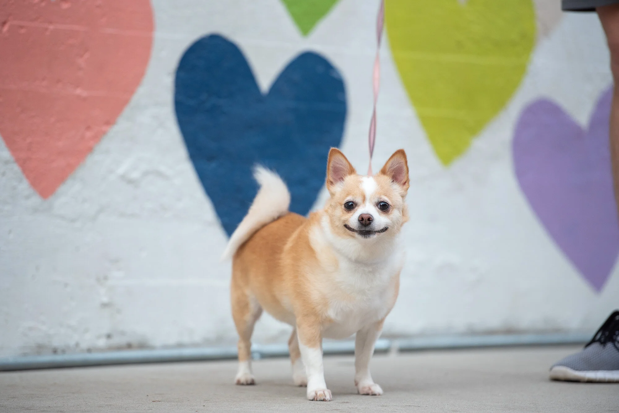 Dog Friendly Charlotte — See Spot Run