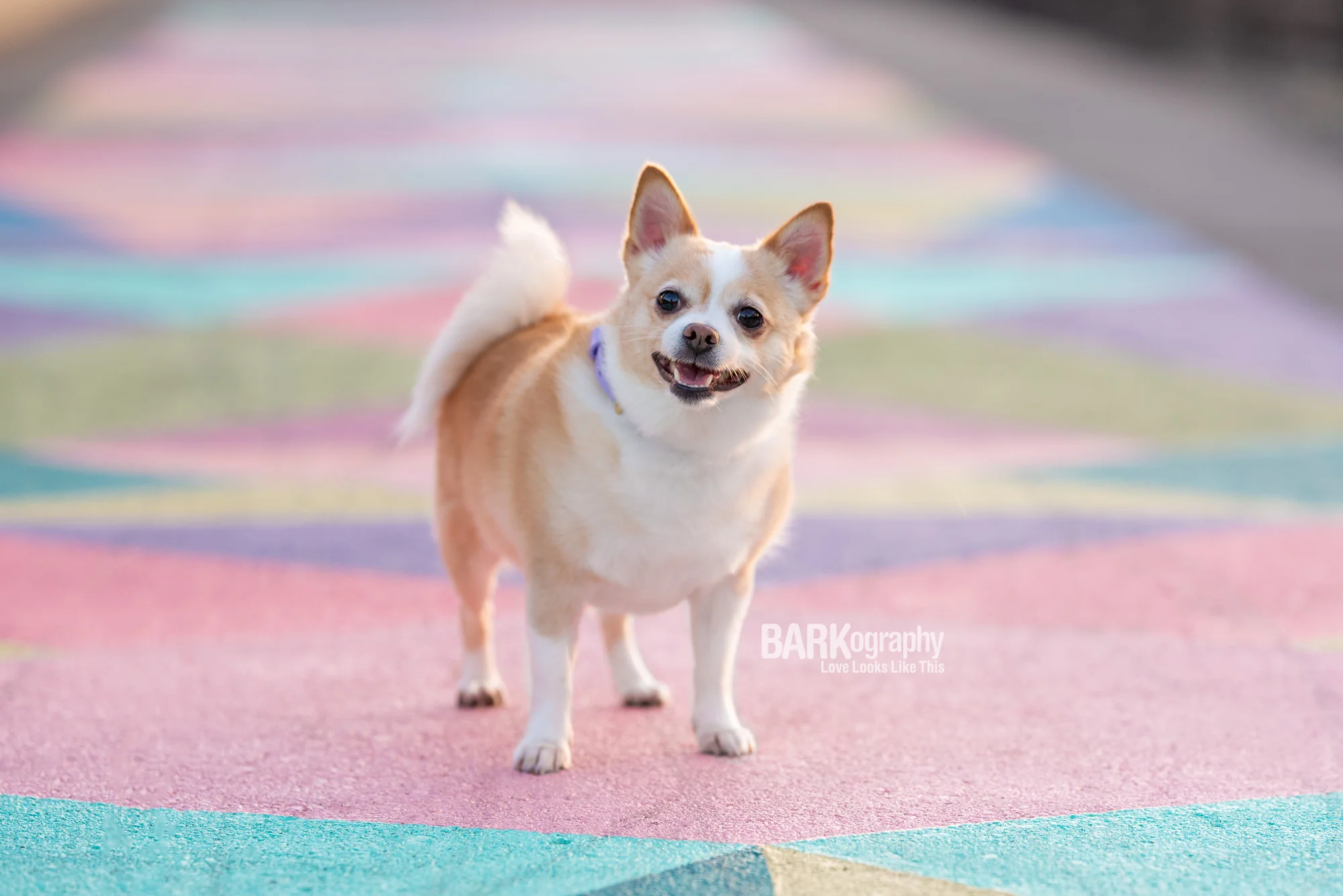 Dog Friendly Charlotte