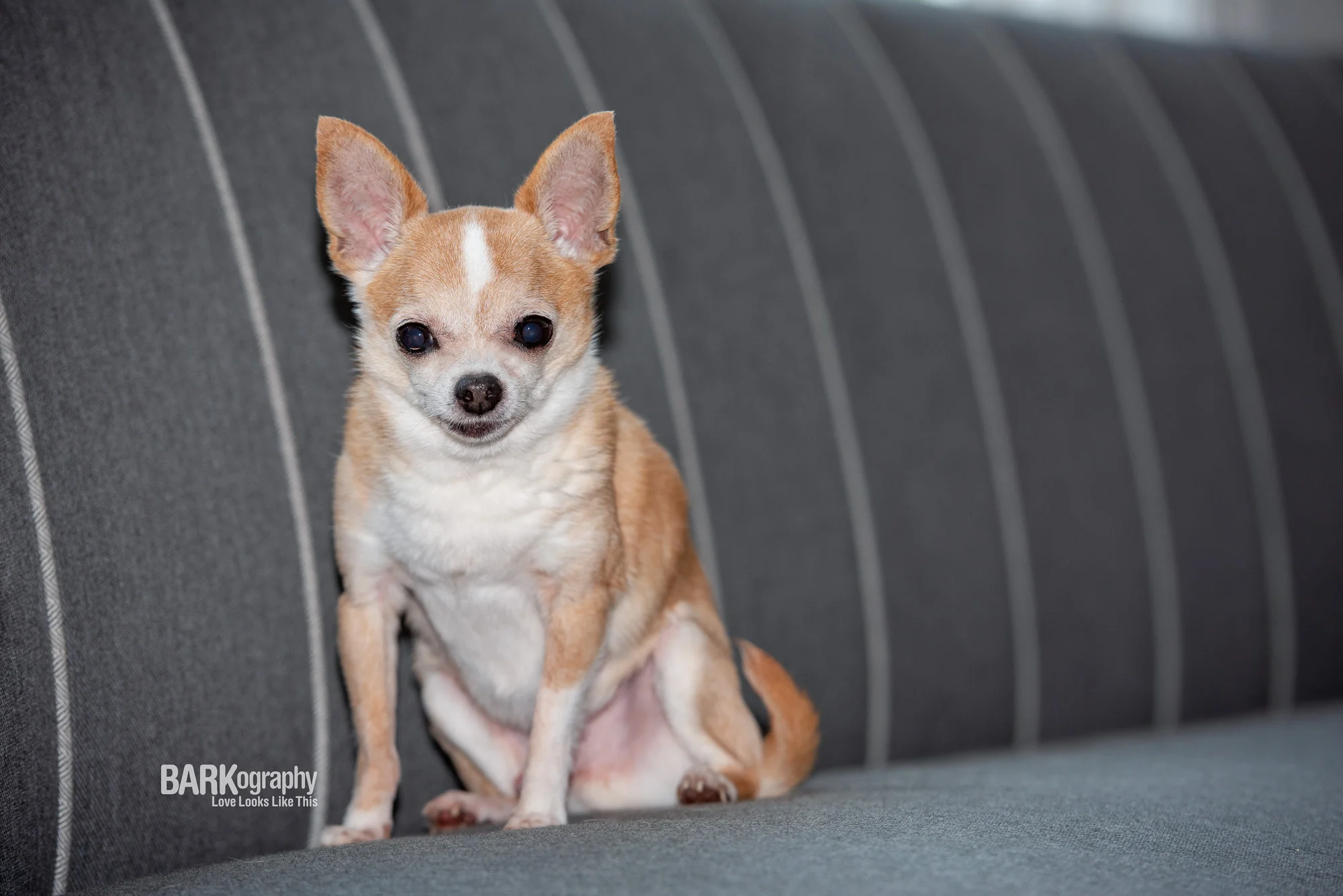 Overnight Pet Sitter