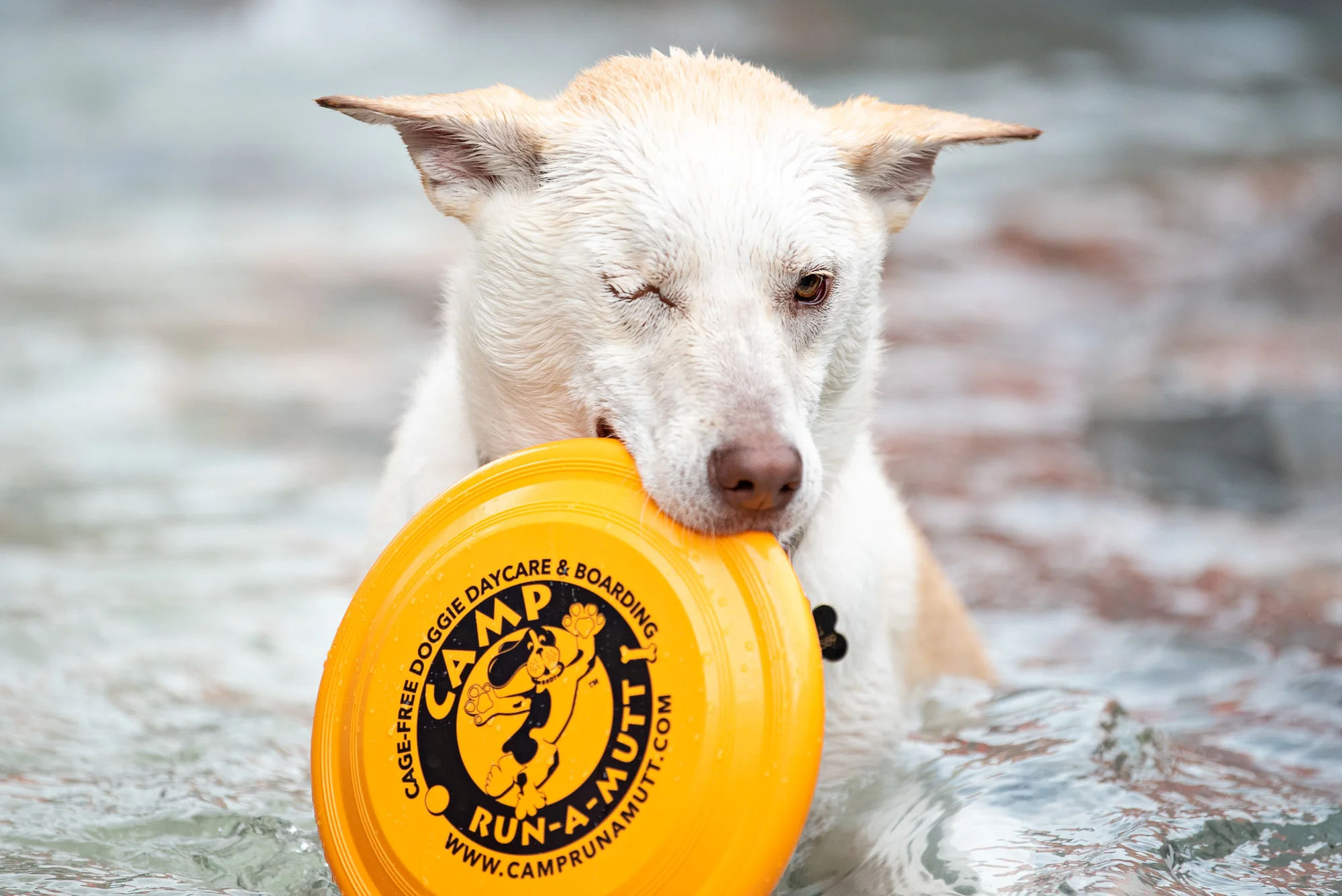 Charlotte NC Doggy Daycare