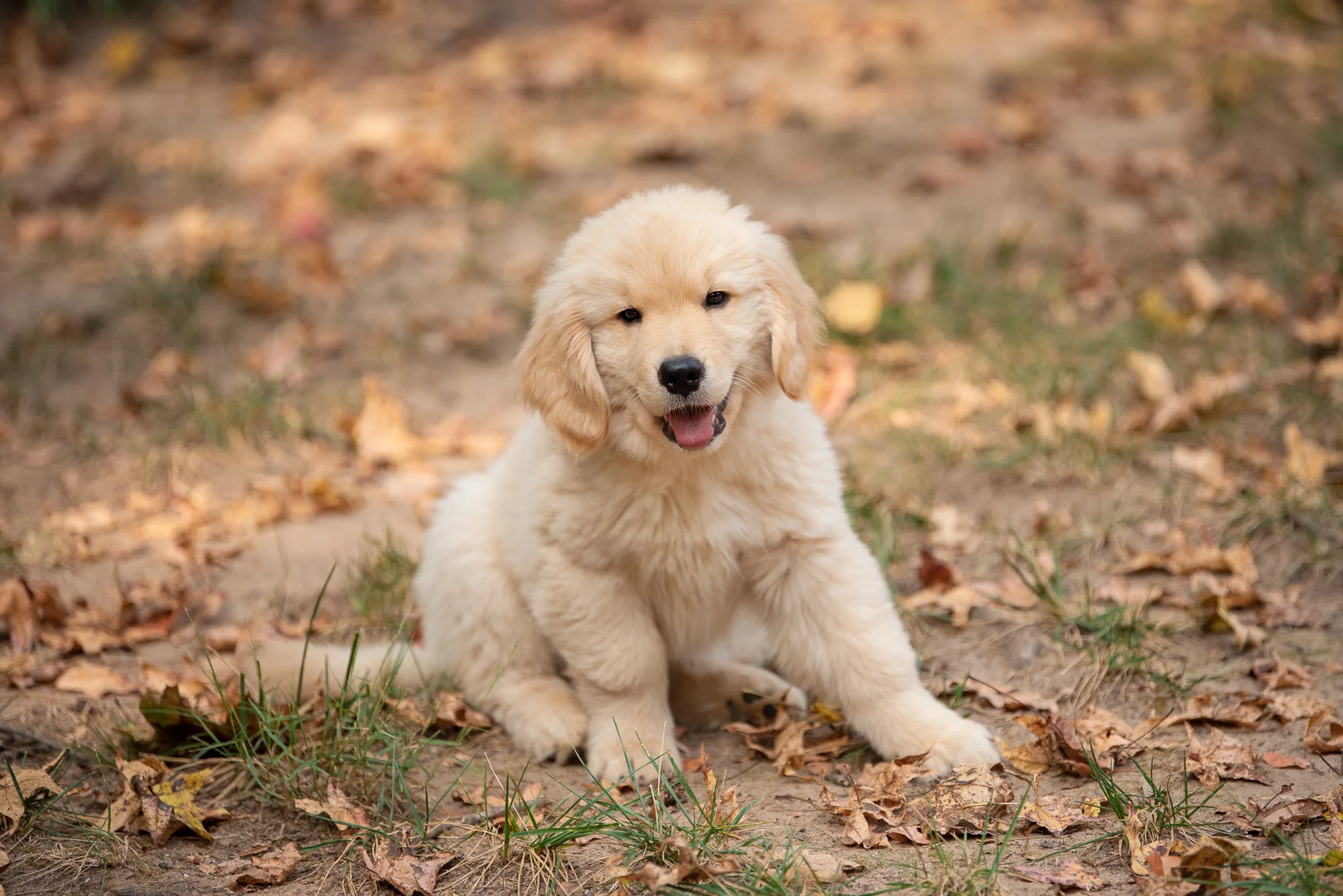 My Newest Dog Walking Client Rhodes