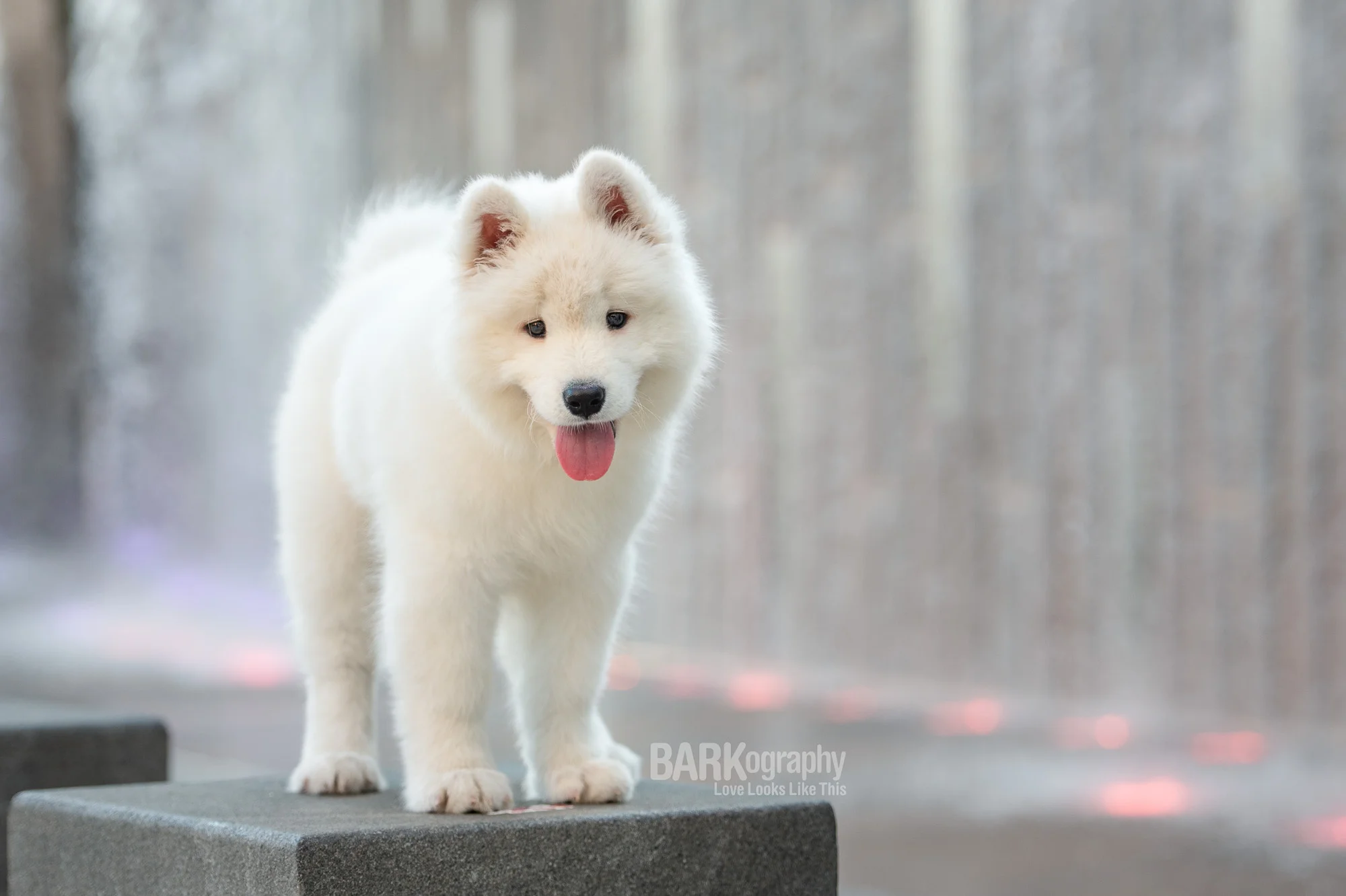 Most Popular Pet Names