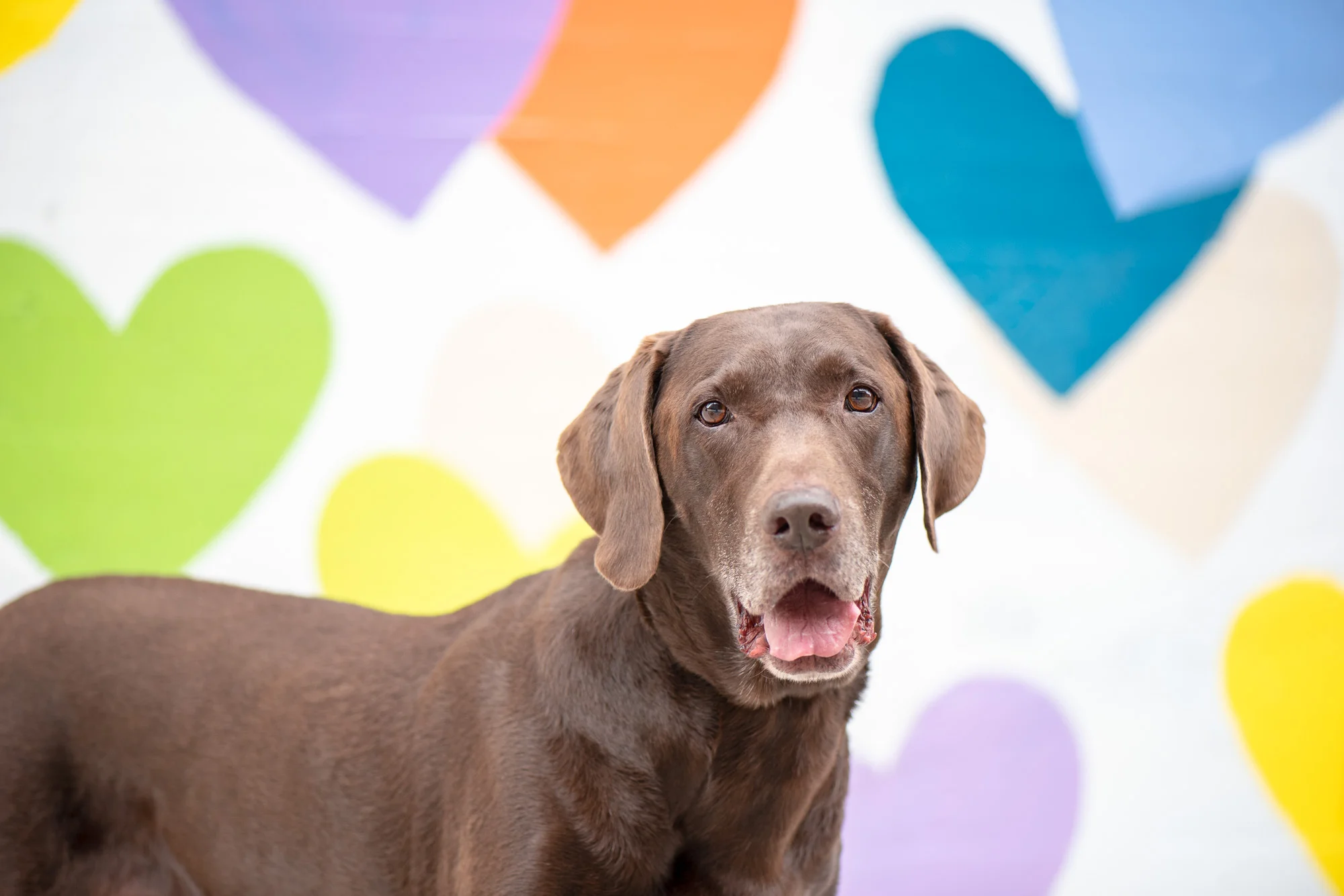 Pet Holidays in October