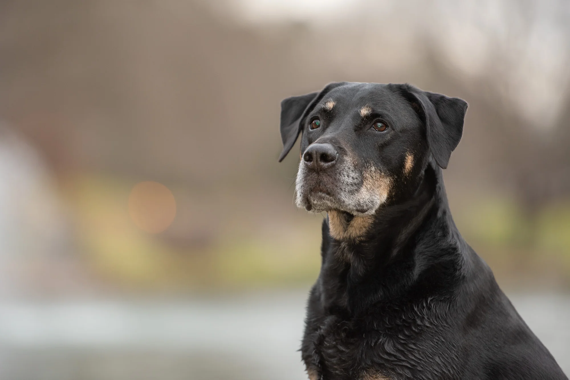 Pet Holidays in November