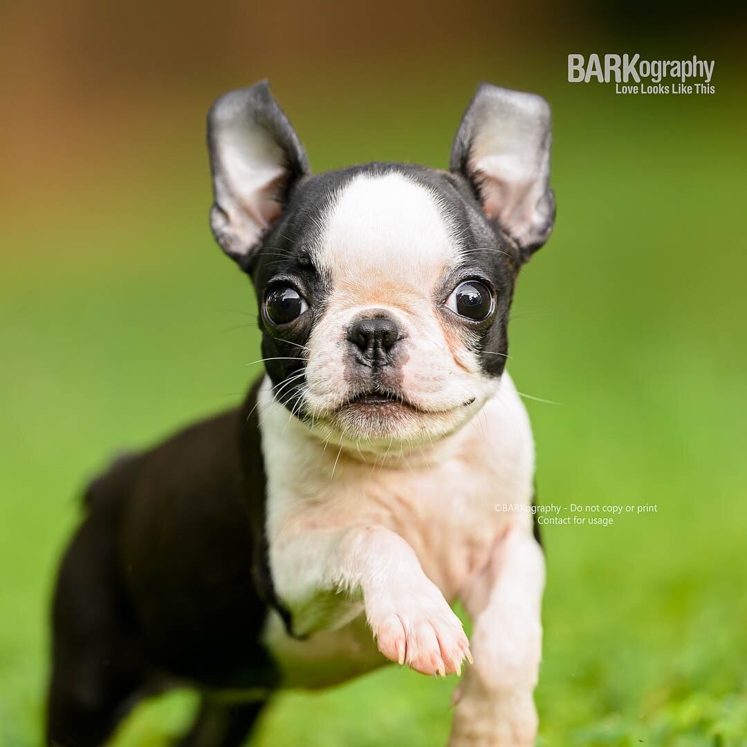 Wheels up today. See ya on the west coast.
.
.
#barkography #lovelookslikethis #barkographyontour #travelingpetphotographer #willtraveltophotographdogs #travelingphotographer #westcoastbound #roadtripping #roadtrip2023 #bostonterrierpuppy #bostonterr