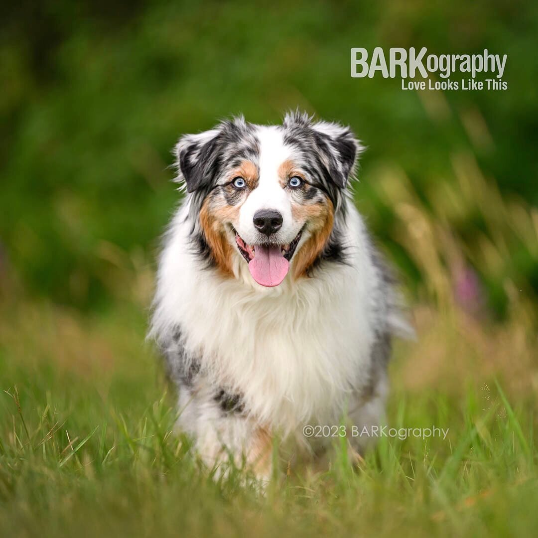 When it's your birthday, you're in Vancouver, and you get to photograph this beauty with @audrey_ricks_thedogtog and @shandandherdogs, it's a great way to start my year.

This is Harvest. Stay tuned for more with him in the stunning British Columbia 