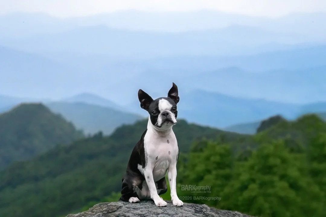 My plan was to take Jeff to the mountains with Audrey and me but his behavioral issues are a lot and I really wanted a relaxing trip.
⠀⠀⠀⠀⠀⠀⠀⠀⠀
We took @o_millie_g with us instead.
⠀⠀⠀⠀⠀⠀⠀⠀⠀
Now I want a pint-sized pup because she was perfect.
⠀⠀⠀⠀⠀⠀