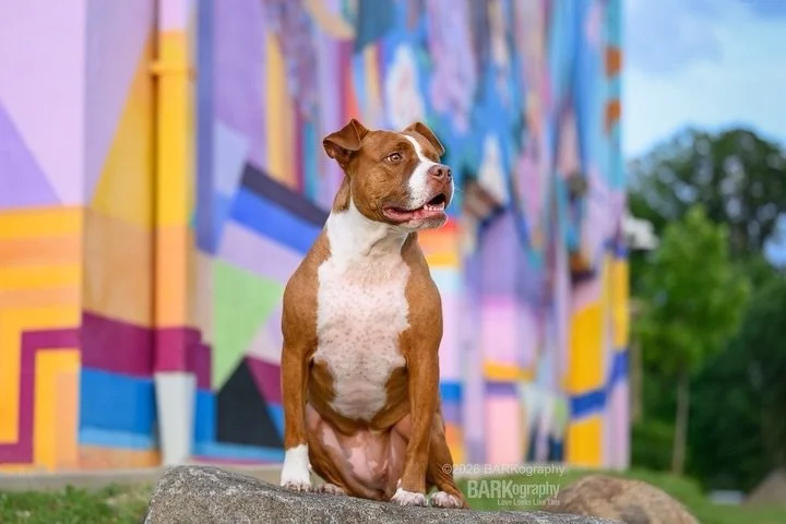 Audrey @sunsets_unleashed was in town and I took her to one of my favorite parks to do photos.

This is Nora. Swipe left to see what she did when she spotted the drone flying over us. 😂 I&rsquo;d love to see their content. 🤔

Mural: @gardenofjourne