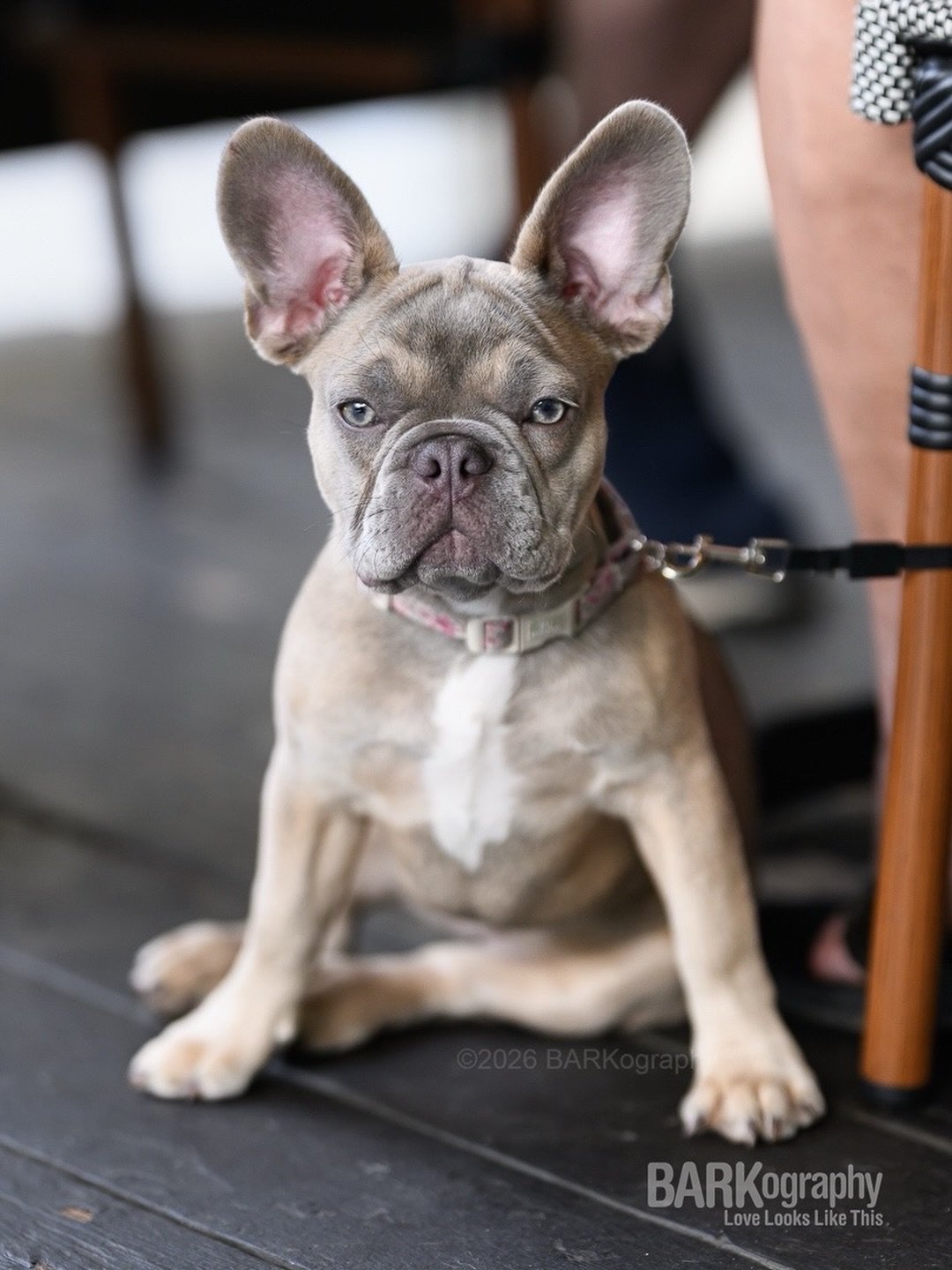 When you&rsquo;re in the mountains at a dog friendly restaurant with your camera, you take pictures.
⠀⠀⠀⠀⠀⠀⠀⠀⠀
She was young and her mom said she hoped she didn&rsquo;t grow into her ears. LOL
⠀⠀⠀⠀⠀⠀⠀⠀⠀
#barkography #frenchiepuppy #waynesvillenc