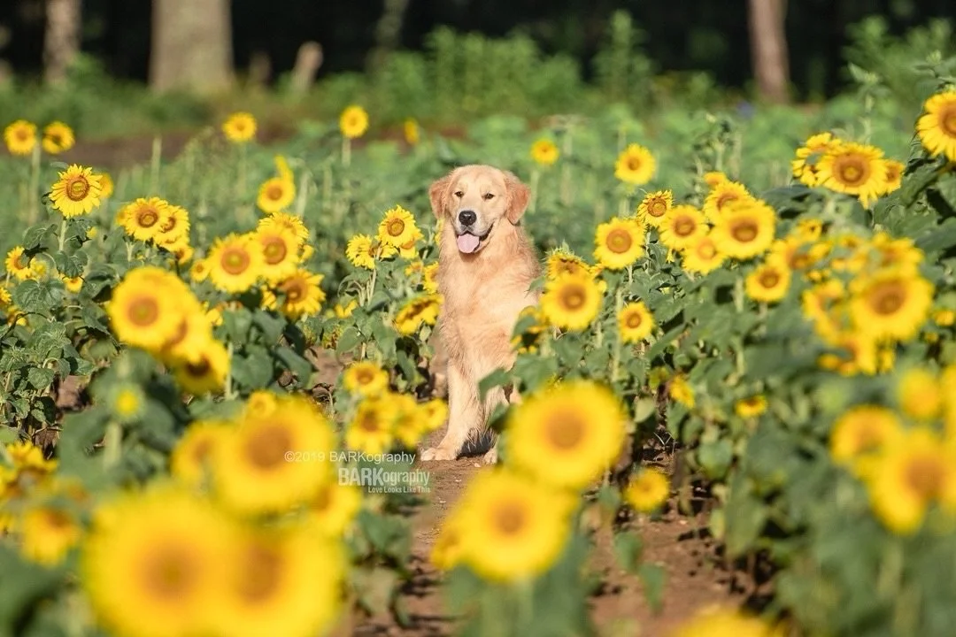 When you really wanted to photograph your dog in the sunflowers this year but the forecast for the next 7 days is temps near 100&deg;F / 38&deg;C. ☀️🌻
⠀⠀⠀⠀⠀⠀⠀⠀⠀
#barkography #sunflowerfields #dogsandflowers
