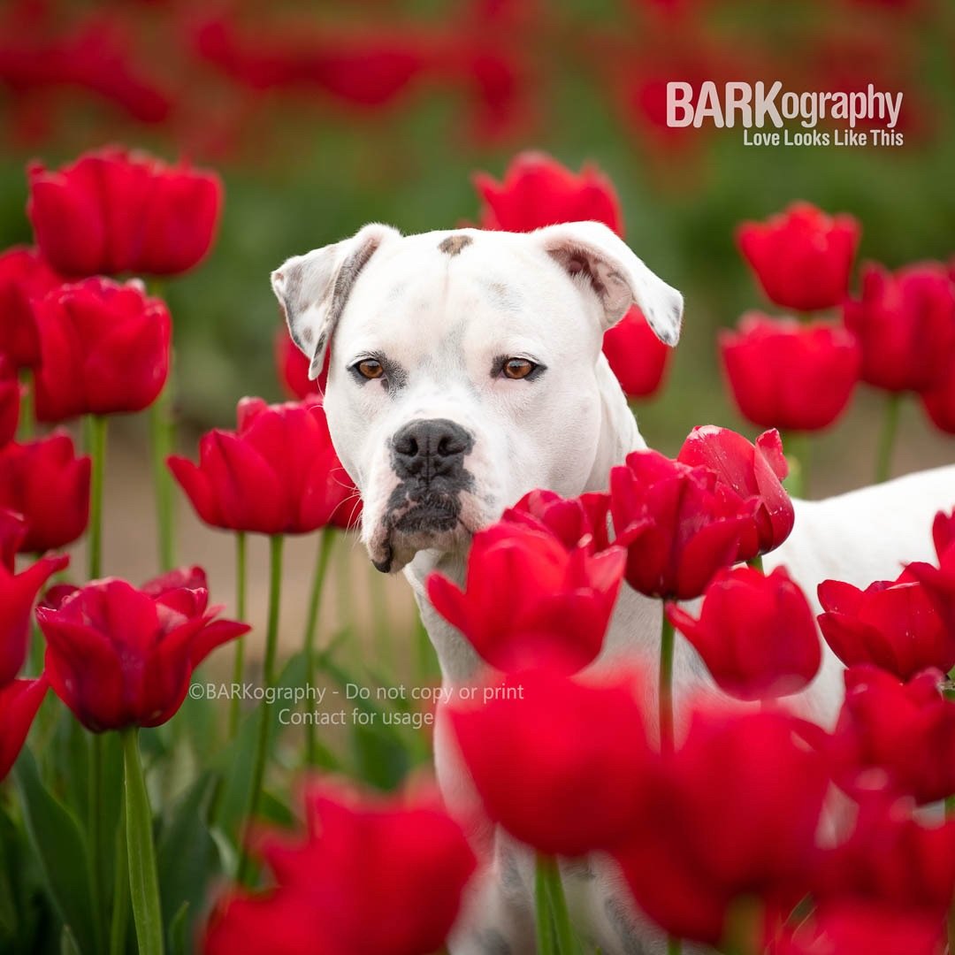 Happy (maybe) wedding day to Taylor and Travis and to all who celebrate.

#barkography #dogsandflowers #tulipfields #taylorandtravis