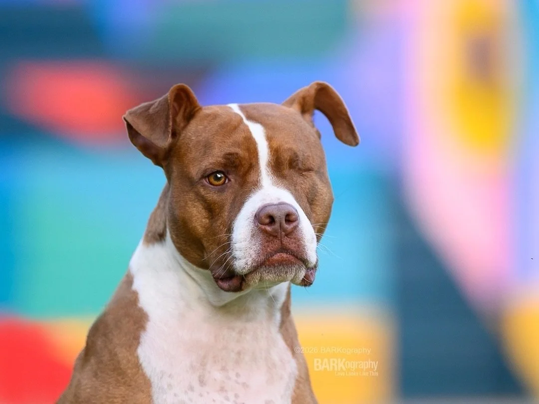 She is flawless to me.
⠀⠀⠀⠀⠀⠀⠀⠀⠀
#barkography #pitbullmix #muralmonday #mondaymonday
