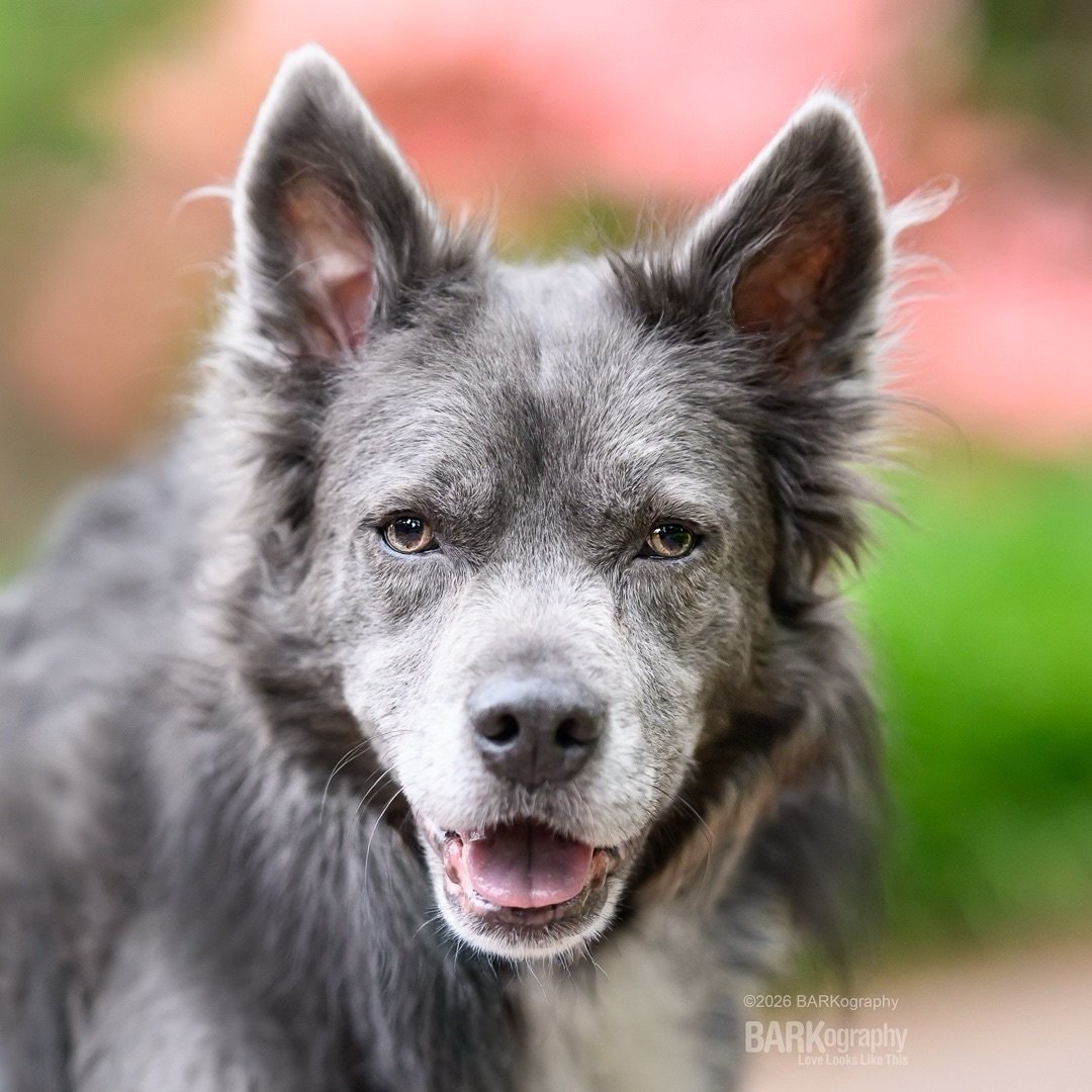 I am finishing up editing this guy&rsquo;s photos today. Waffles says Happy Friday and have a great weekend.
⠀⠀⠀⠀⠀⠀⠀⠀⠀
Marking items off my &ldquo;to do&rdquo; list is a great feeling. Especially on a Friday!
⠀⠀⠀⠀⠀⠀⠀⠀⠀
#barkography #huskymix #happydo