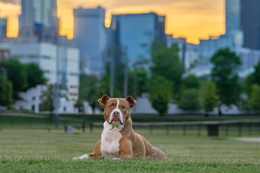 In my quest to photograph a dog in every state:
⠀⠀⠀⠀⠀⠀⠀⠀⠀
Anybody know anybody near Philadelphia?
⠀⠀⠀⠀⠀⠀⠀⠀⠀
I&rsquo;m looking for clients who want their dogs photographed with the Philadelphia skyline in the background. The photos will be taken acros