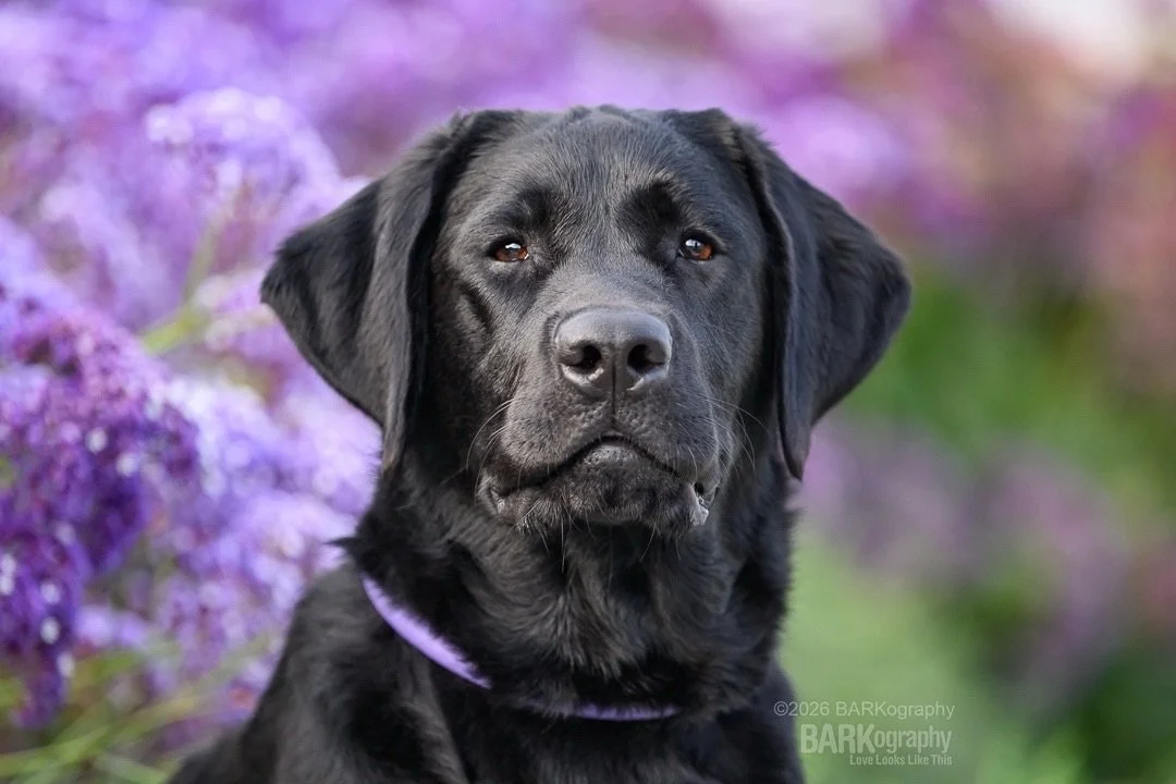 For those who don&rsquo;t know for 27 years of my adult life, I always had labs. I love the breed. I love their personality.
⠀⠀⠀⠀⠀⠀⠀⠀⠀
That streak ended when Moose died.
⠀⠀⠀⠀⠀⠀⠀⠀⠀
For all of you who have one, know that I am so jealous!
⠀⠀⠀⠀⠀⠀⠀⠀⠀
ESPE