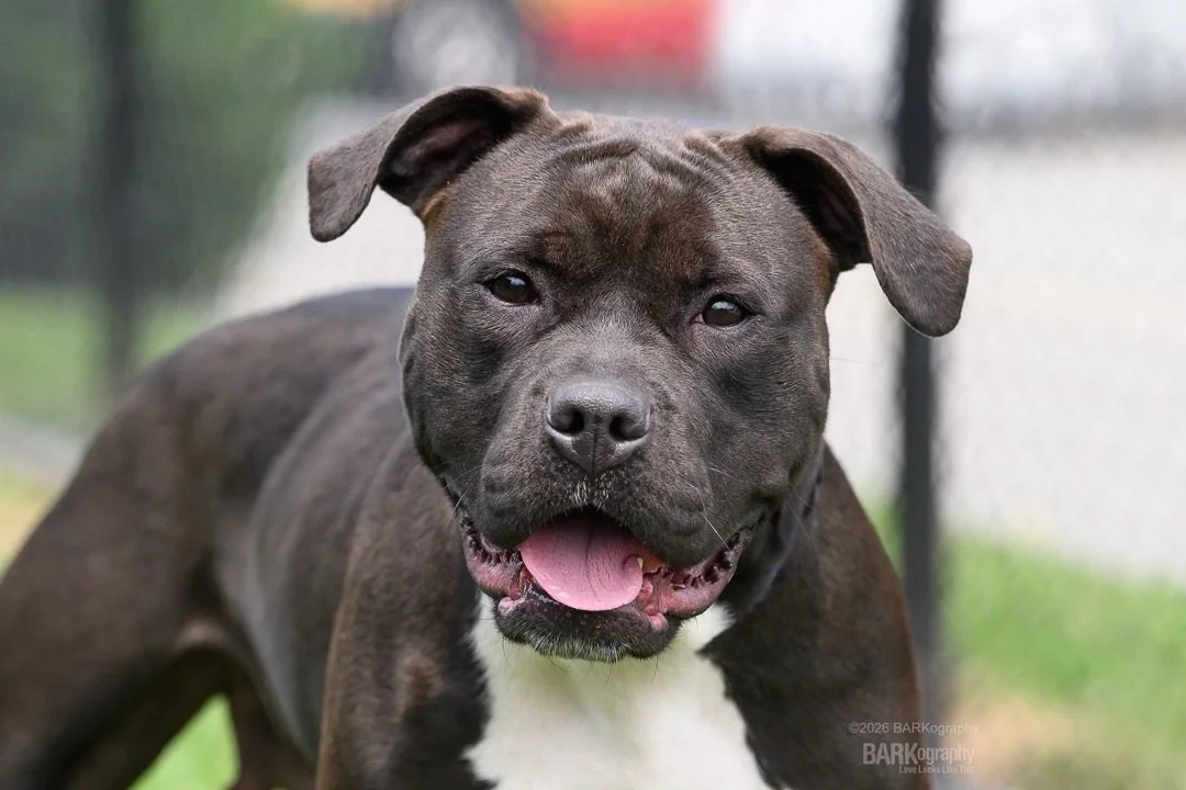 This is Magpie and she&rsquo;s available for adoption through the Brandywine Valley SPCA in Delaware.
⠀⠀⠀⠀⠀⠀⠀⠀⠀
She is adorable and was as sweet as she could be. I hope she finds her forever home soon.
⠀⠀⠀⠀⠀⠀⠀⠀⠀
I have a goal to photograph a dog in e