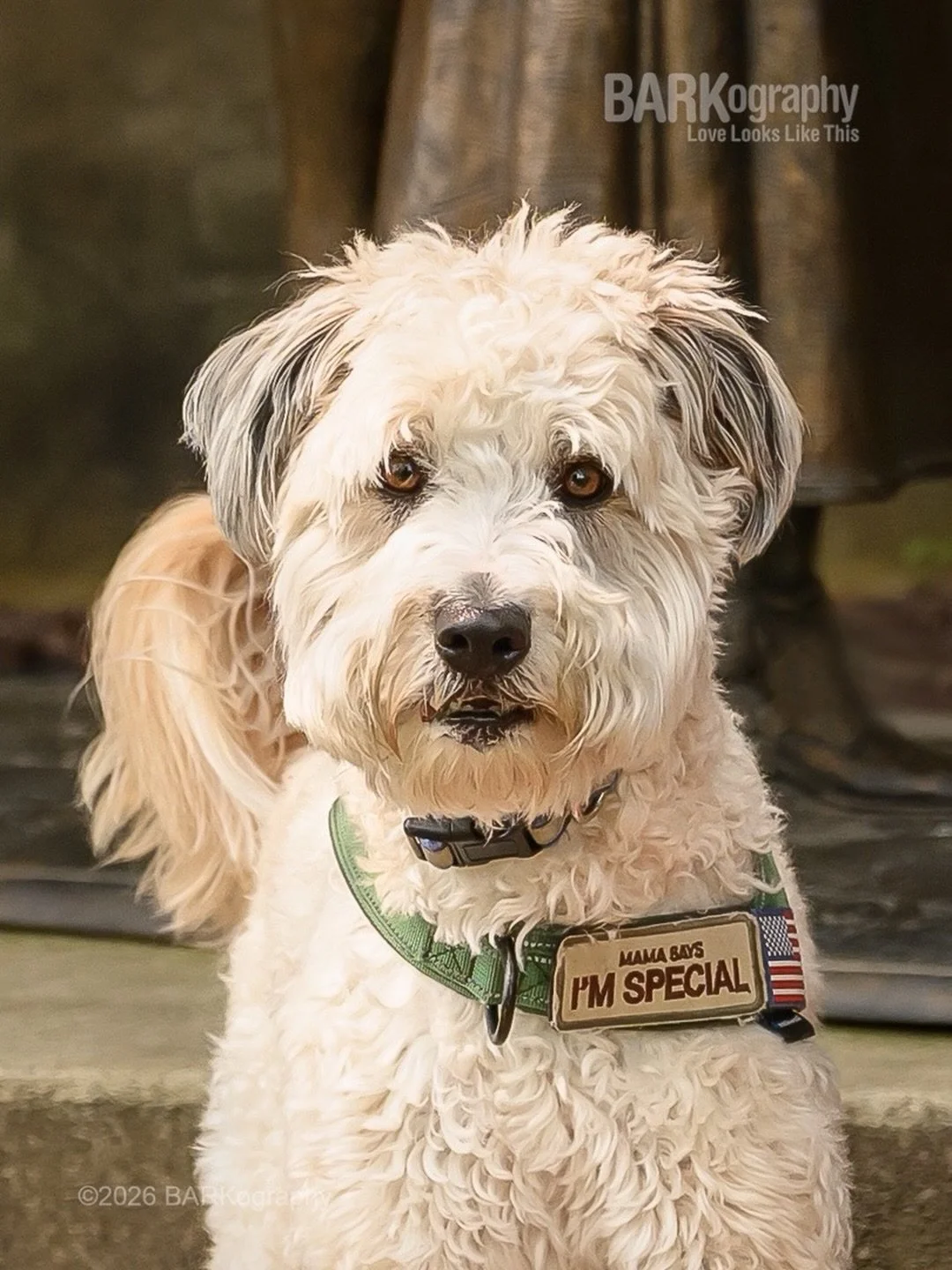 Last week, I marked 3 more states off my goal to photograph a dog in every state.
⠀⠀⠀⠀⠀⠀⠀⠀⠀
This is River and I met her in Chesapeake City, Maryland. Look at how cute the tag on her harness is!! 👏🥰
⠀⠀⠀⠀⠀⠀⠀⠀⠀
I&rsquo;ve photographed dogs in 29 of 50