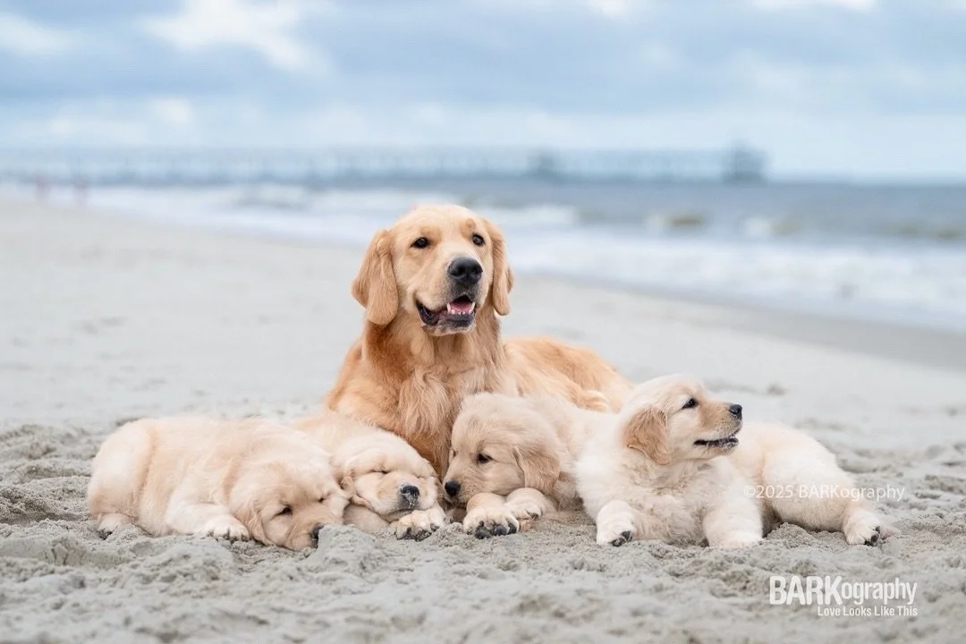 It&rsquo;s National Dog Photography Day!
⠀⠀⠀⠀⠀⠀⠀⠀⠀
If you&rsquo;ve thought about getting professional photos of your dog, don&rsquo;t put it off.
⠀⠀⠀⠀⠀⠀⠀⠀⠀
One day they&rsquo;re this tiny and before you know it, they&rsquo;re not anymore.
#barkograph