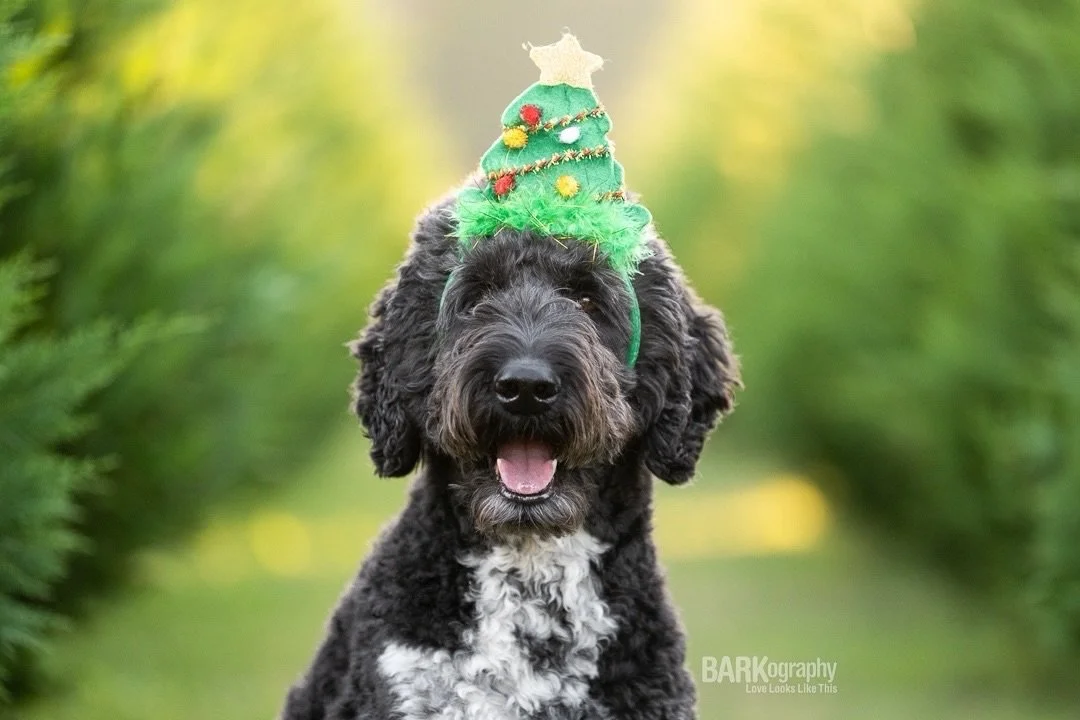 Welcome to the life of a photographer and planning ahead...
⠀⠀⠀⠀⠀⠀⠀⠀⠀
The calendar for the Christmas tree farm was just made available this past weekend.
⠀⠀⠀⠀⠀⠀⠀⠀⠀
If you&rsquo;re interested in booking a session for you and your dog, reach out soon a