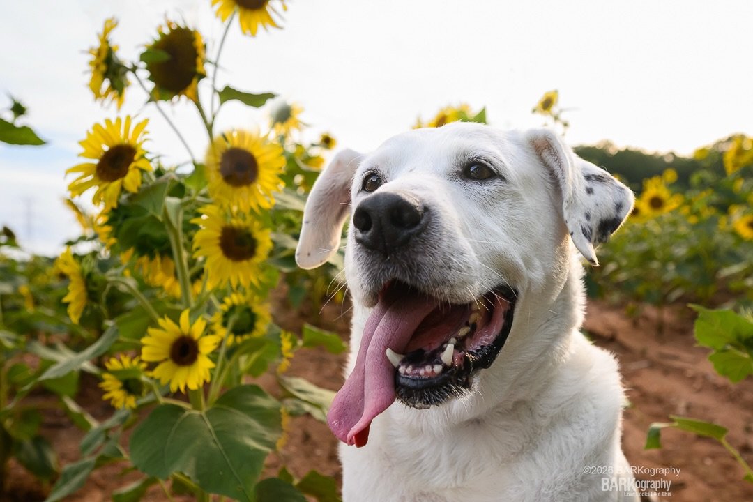It was hot!
#barkography #photographersdog #jeffthedog