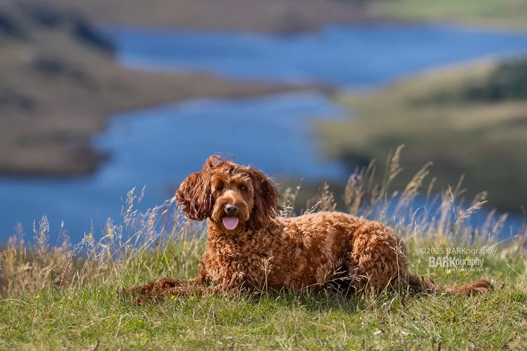 Sunny August days in the Scottish Highlands feel a lot different than sunny days in August in Charlotte. I am a wishing I was back in Scotland. It is hot.
#barkography #travelingphotographer