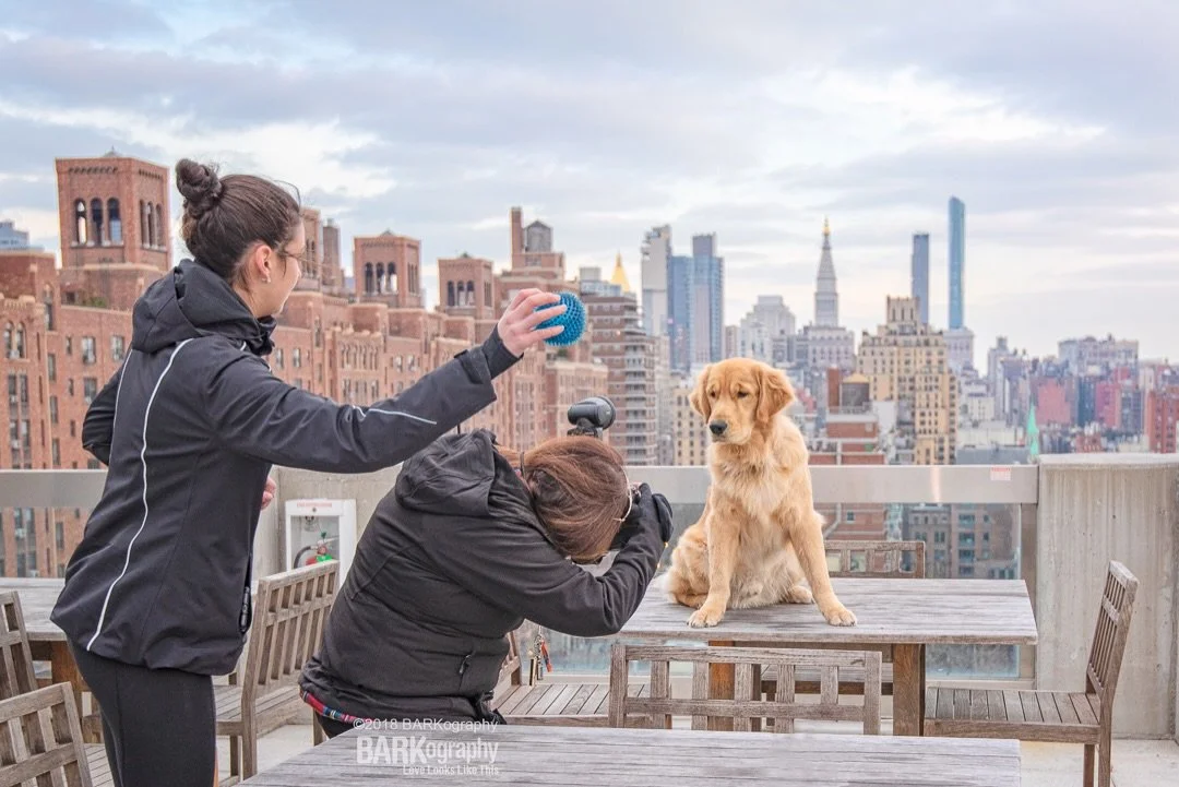 HOW has it been 8 years since I&rsquo;ve been in NYC? @sunsets_unleashed and I will be back in 2 weeks.

I&rsquo;m just putting the good mojo out into the universe that we get to do more rooftop photos. ❤️

This is @arnie_pawlmer. ❤️❤️

#barkography 