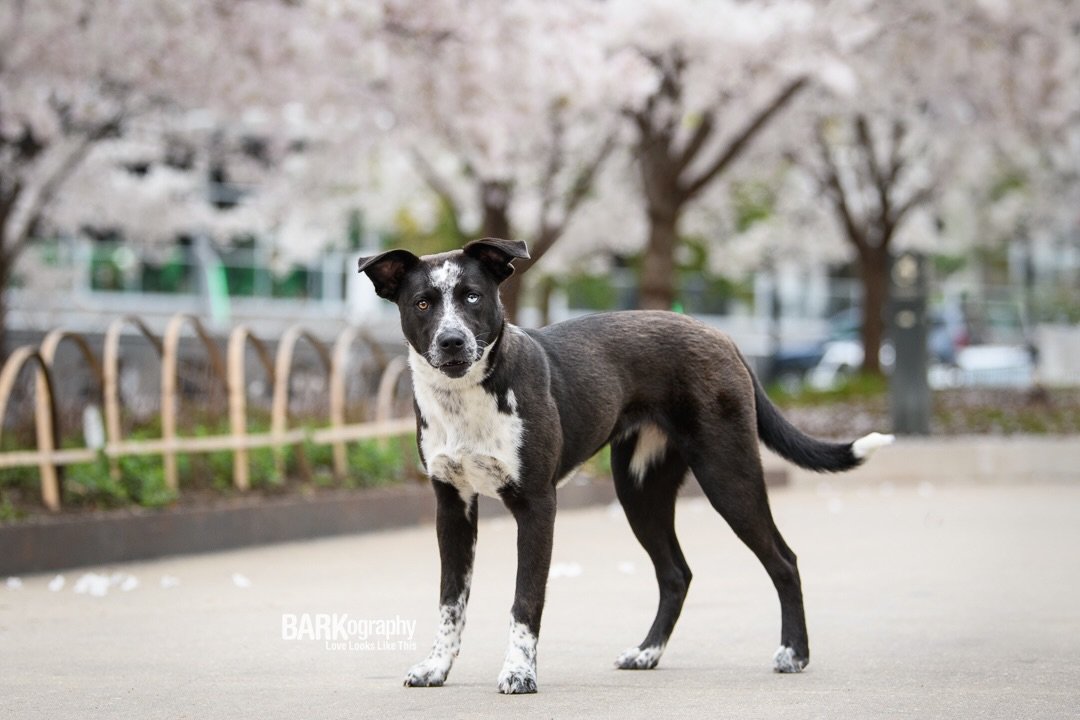 I may be going to Paris in November. Have I found a hotel that has a resident dog? Yes I have.
#barkography #travelingphotographer