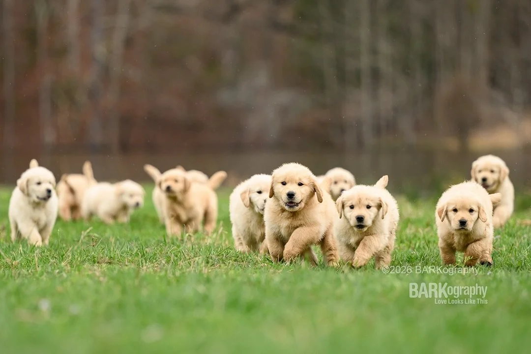 My favorite kind of chaos.
#barkography #trekgoldens