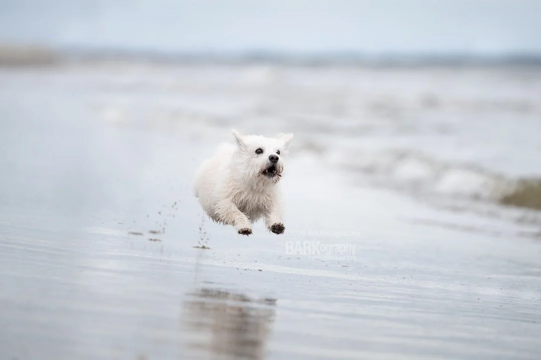For all who celebrate (I know every day not just today) Happy National Dog Day.

This photo is from one of my favorite days as a dog photographer. I photographed @mia_mcscruff and her sister Maple under stormy skies on Oak Island Beach. An hour later