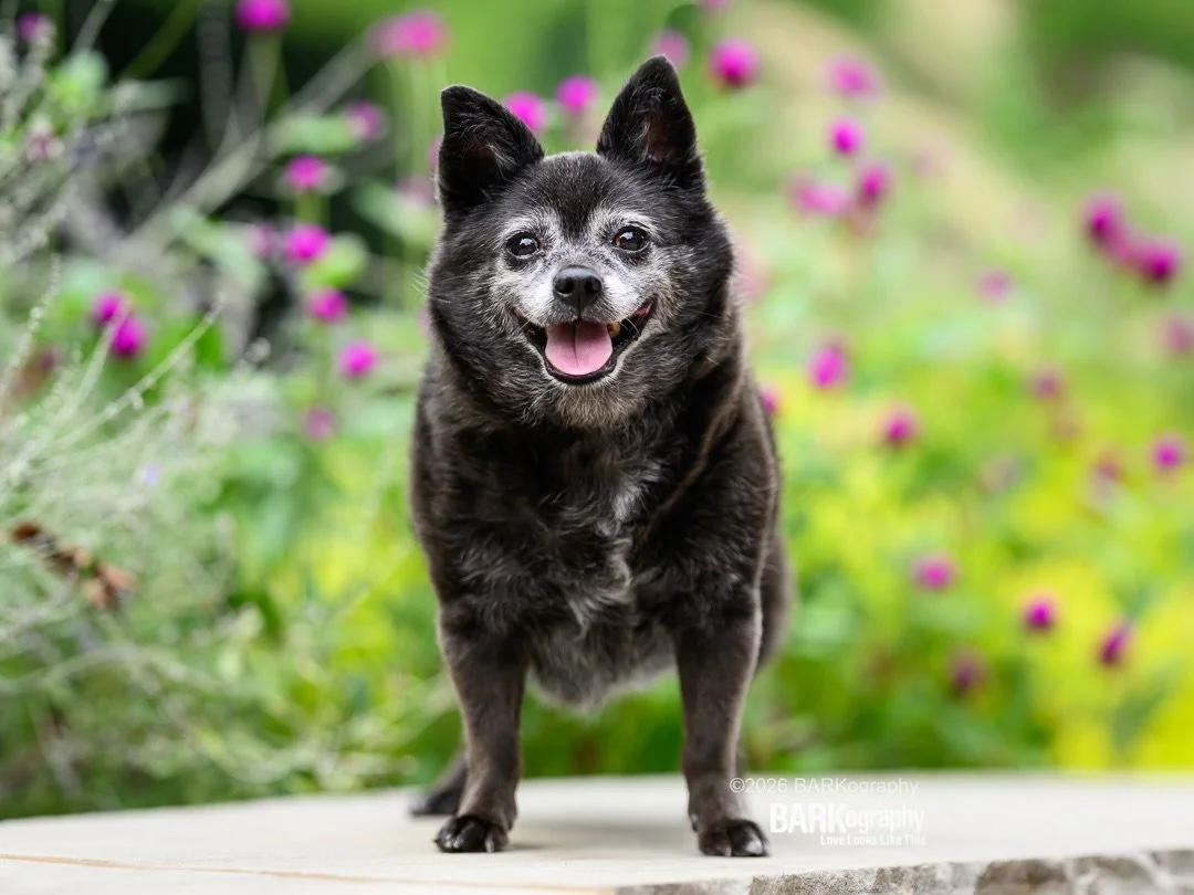 This is Maisie. I&rsquo;ve known her mom since we were in our 20&rsquo;s and when she contacted me and said she needed to get photos of Maisie because of a recent diagnosis, we made it happen. They live in Atlanta so last week we met up in Greenville