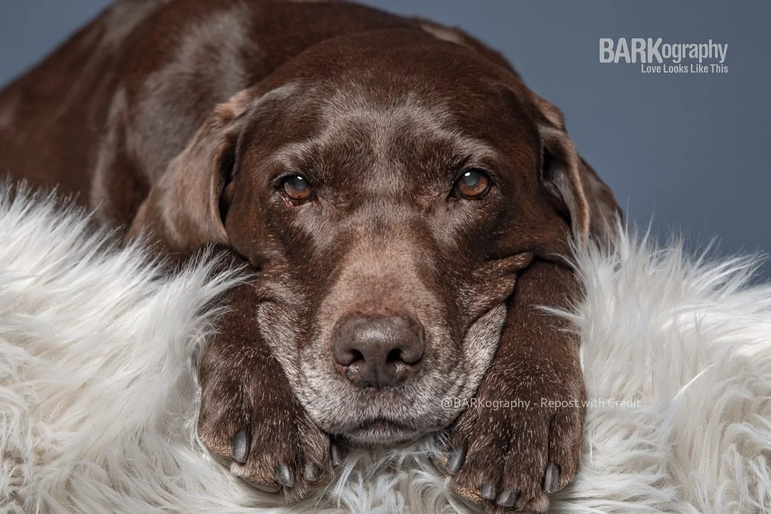 4 years ago today we said goodbye to Moose. I miss him like crazy.

#barkography #photographersdog #chocoloatelabrador