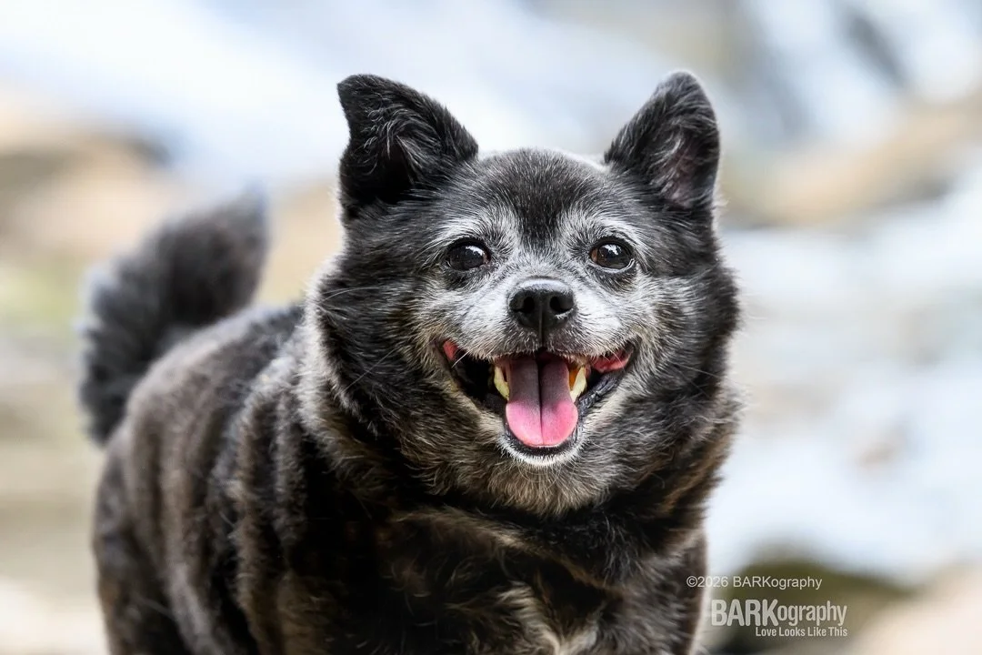 October 1st is Black Dog Awareness Day. A day created to bring attention to black dogs because they are typically the last to be adopted at shelters.

This is adopted dog Maisie. @milo_and_maisiej

#barkography #blackdogawarenessday