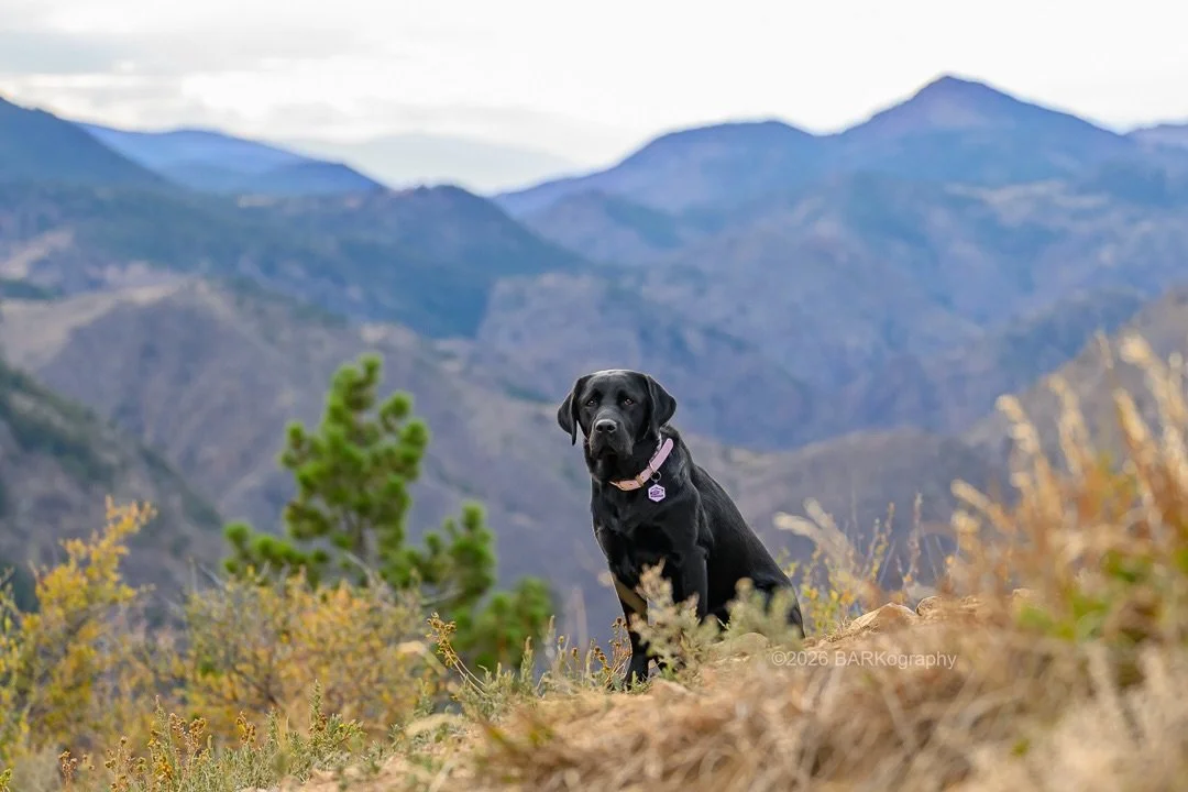 Scheduling a photo shoot on my first night in Colorado was the perfect way to start this trip. This was heaven on earth to me.

@sunsets_unleashed and I photographed 3 gorgeous labs on a beautiful Colorado night. This is Winnebago. @littleleaderdog 
