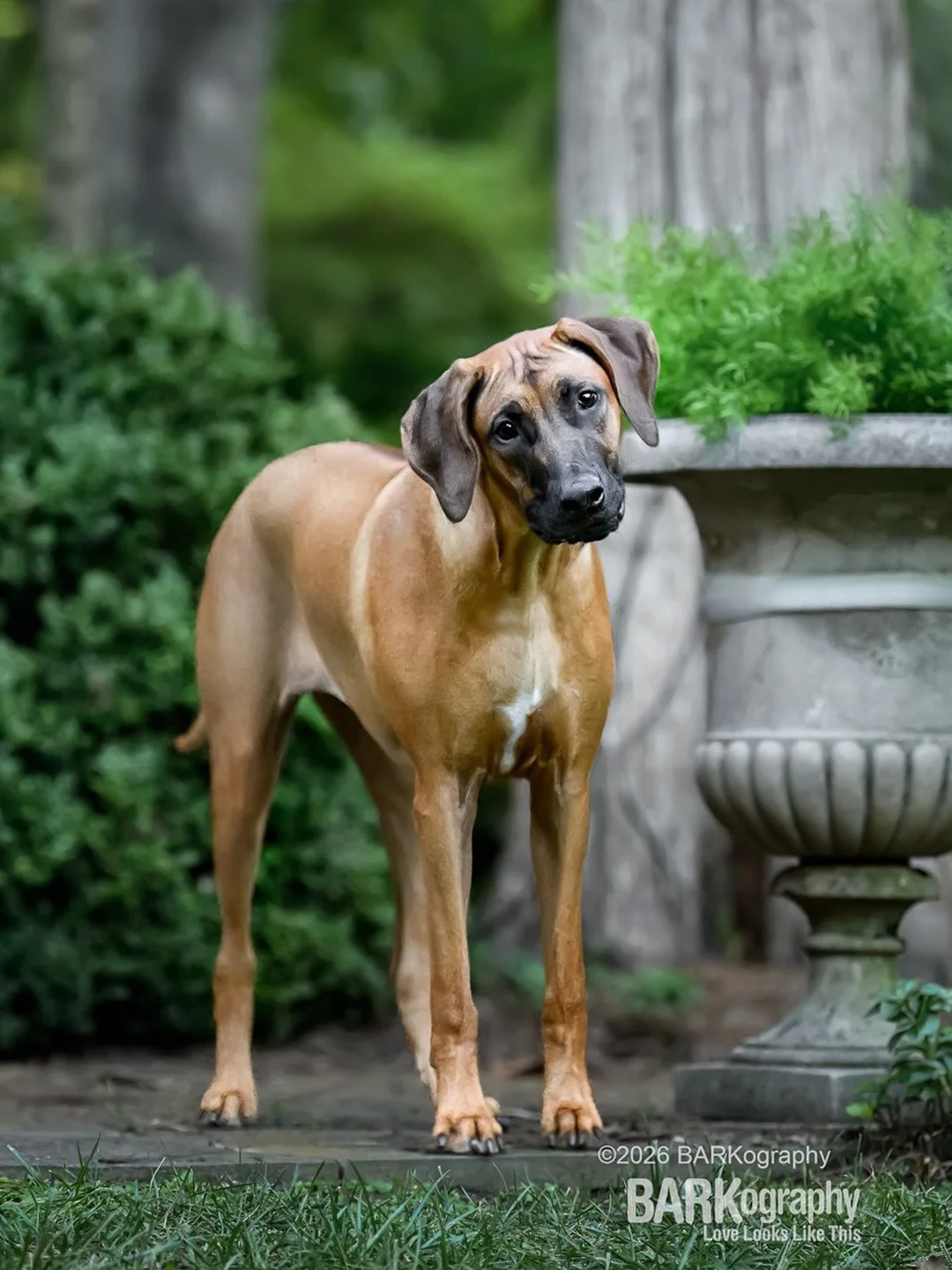 This was Grace&rsquo;s reaction to the noises I was making when I was trying to get her to look at me during our photo shoot.

She&rsquo;s the first Rhodesian Ridgeback I&rsquo;ve photographed. I did a little research on the breed and she definitely 
