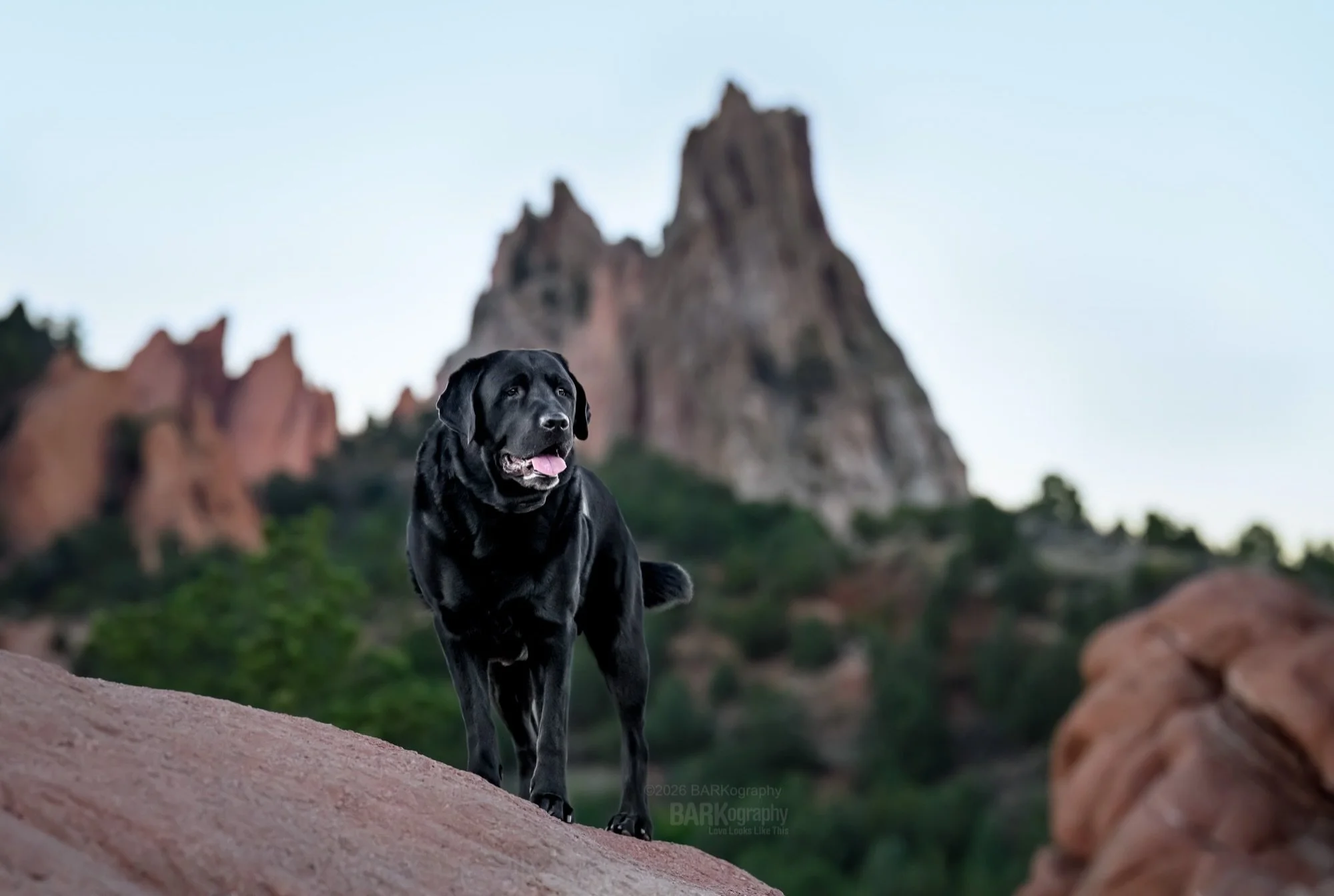 10 years ago I bought my first professional camera because my black lab Buddy got sick. He was the best dog I&rsquo;ve ever had. I love the breed because of him.

As luck would have it, Audrey and I photographed 4 labrador retrievers when we were in 