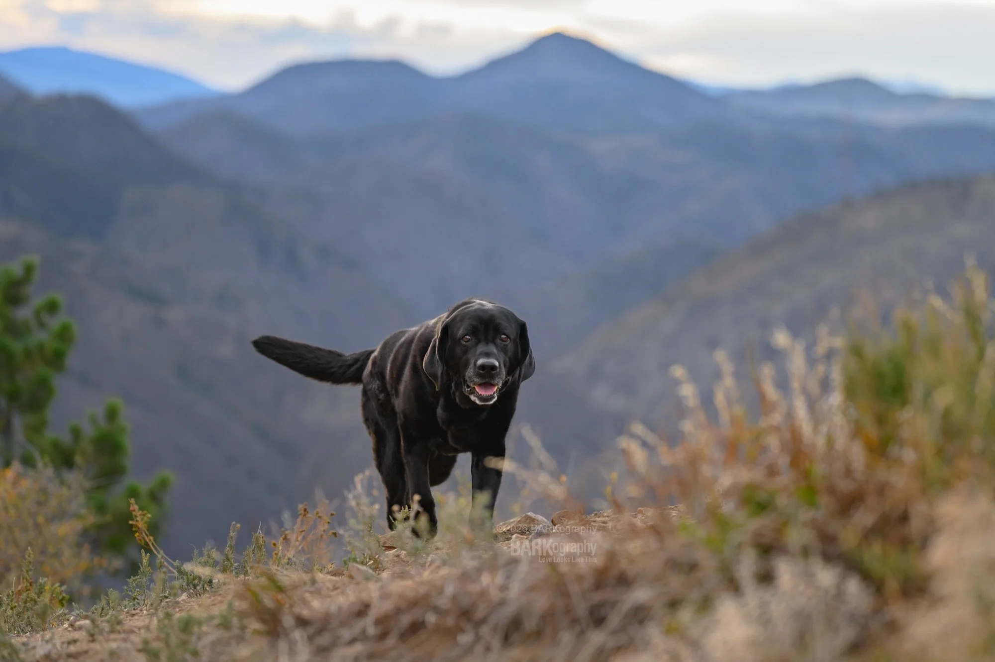 Her name is Bean. Swipe left to see how she arrived at our photo shoot.

Bean and her 2 friends black lab Winnebago and lab/golden Flash were the dogs we photographed on our first night in Colorado. They were all amazing! I totally fell in love. ❤️

