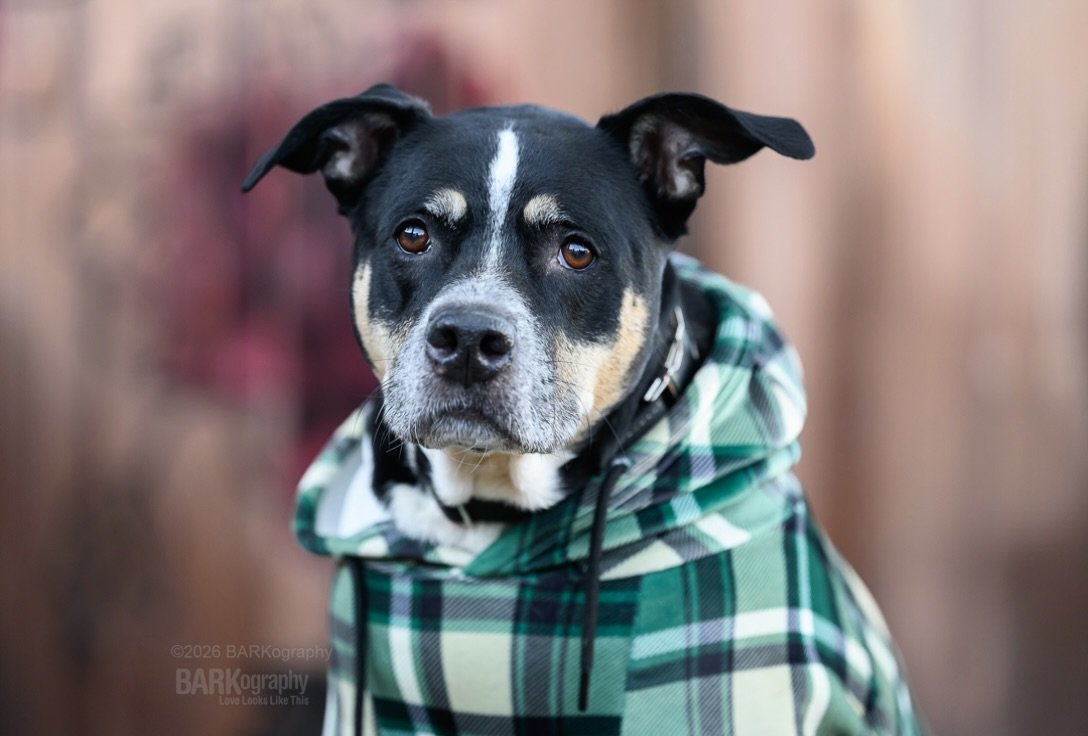 Do you think he&rsquo;d let me borrow his sweatshirt? It went from hot and humid to sweatshirt weather fast.

This is Jaxson Avery and if you&rsquo;re a Grey&rsquo;s Anatomy fan you will get the reference!

#barkography #cltdogs