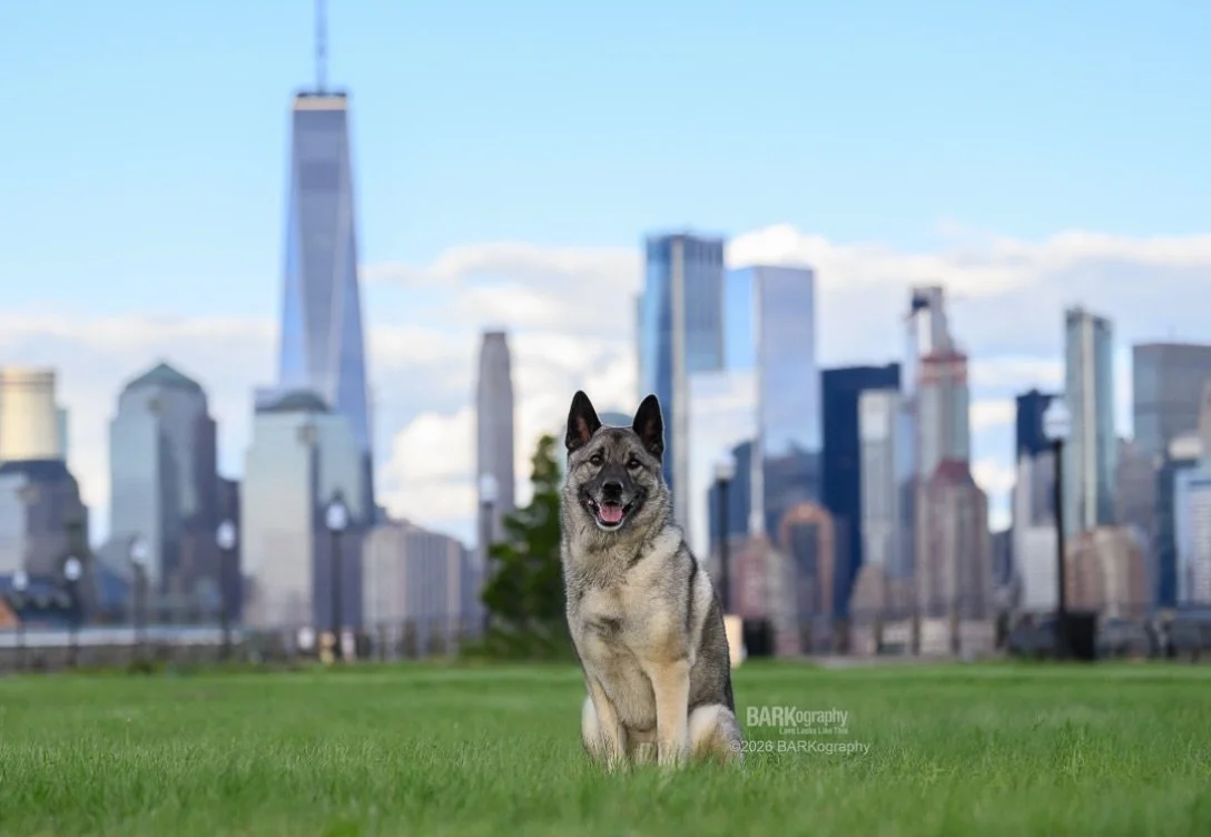 Want to take any guesses where I&rsquo;ve just booked my next big trip? Clues are here.

#barkography #travelingphotographer #nycskyline #jerseycitynj
