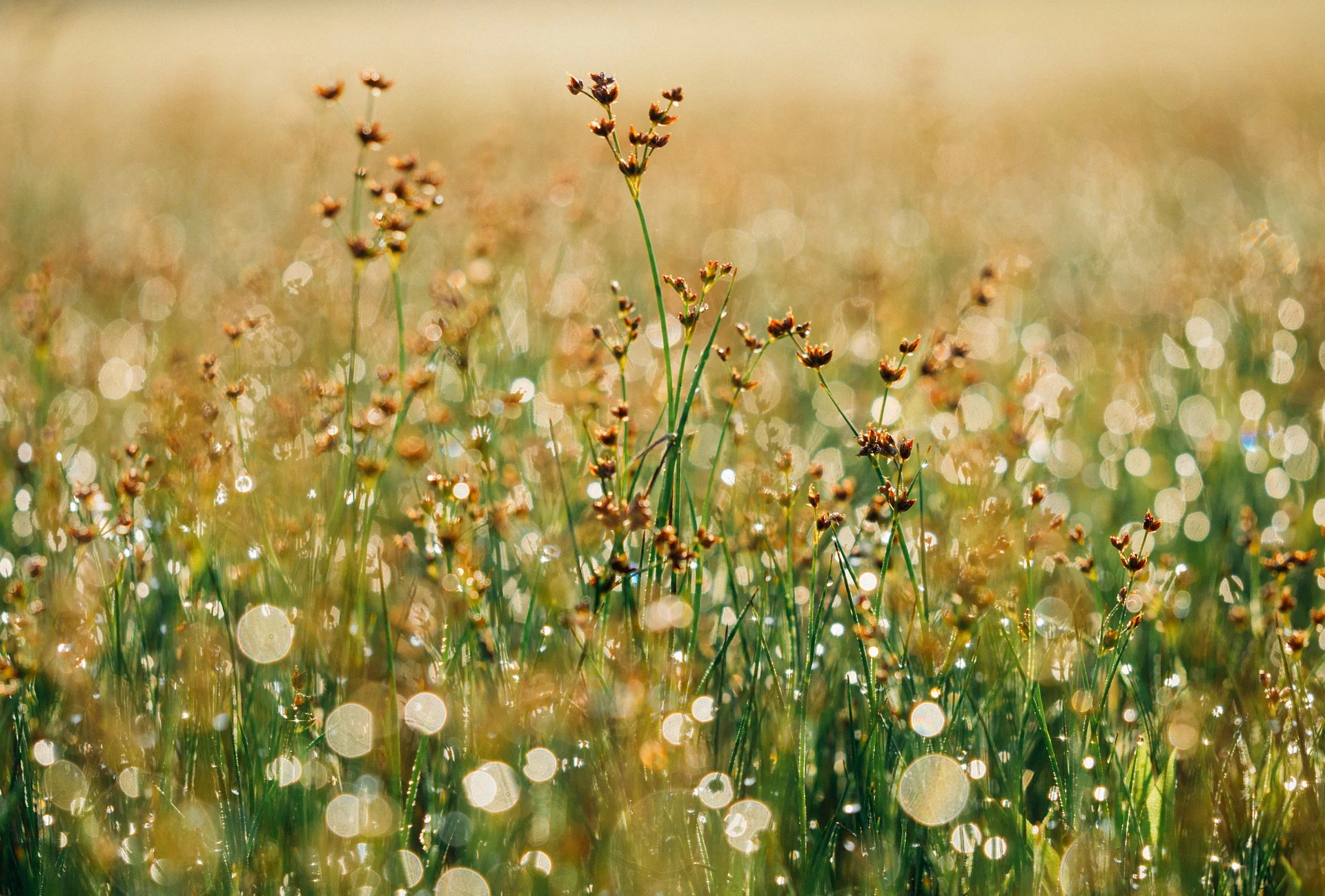 floral-865823_1920.jpg