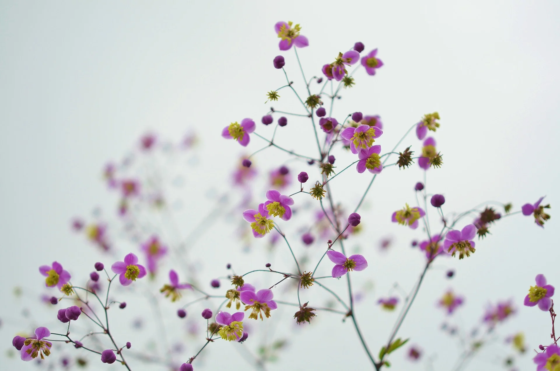 flower-870557_1920.jpg