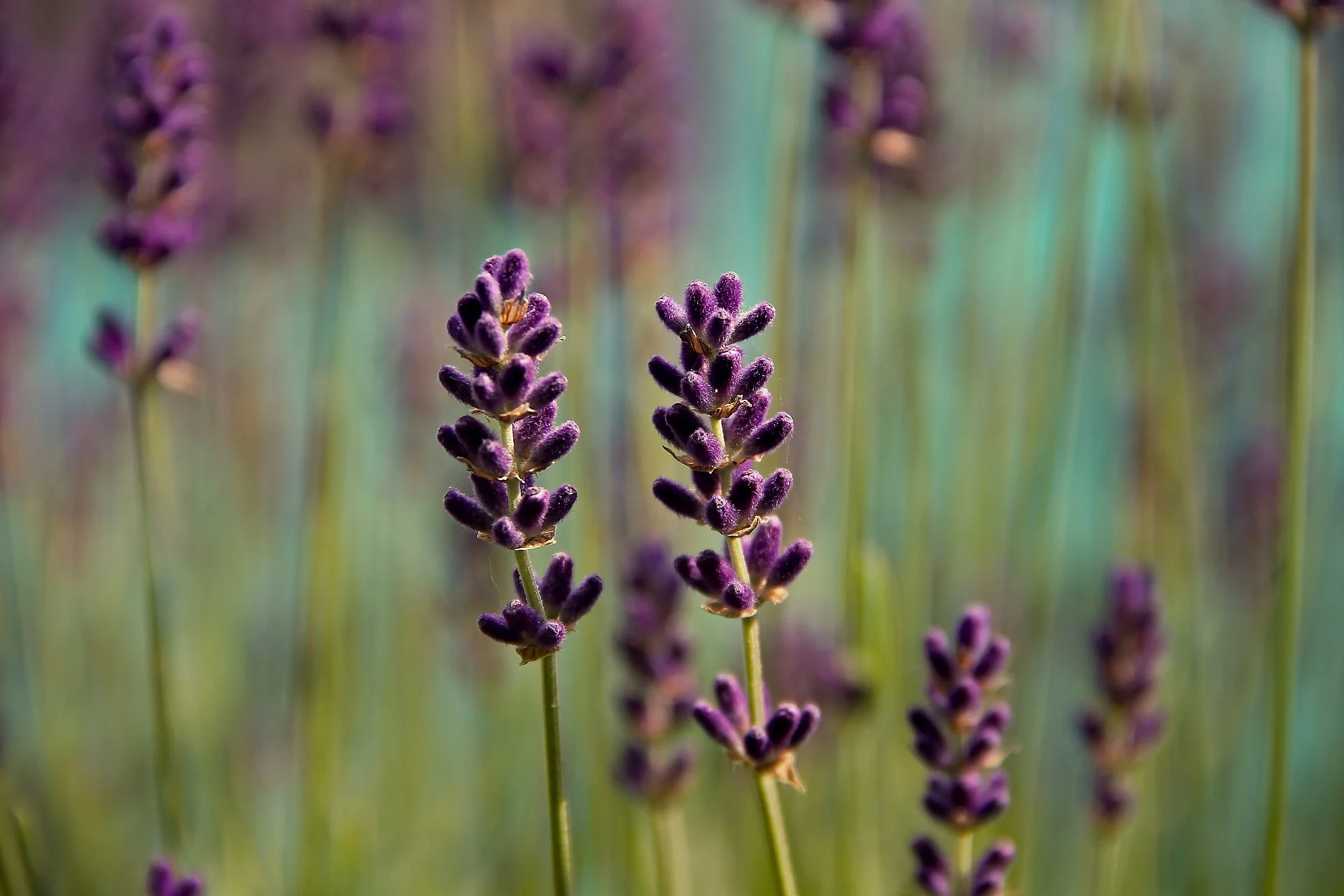 lavender-3458764_1920.jpg