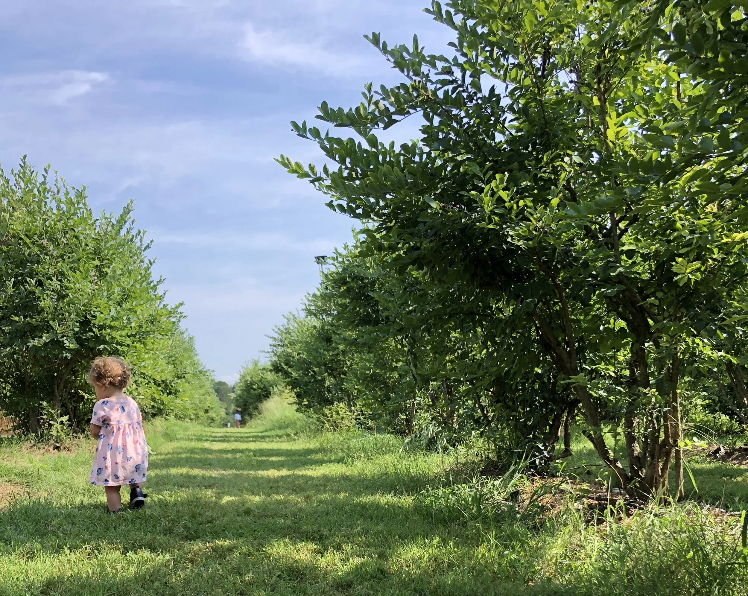 Blueberry Fields Forever