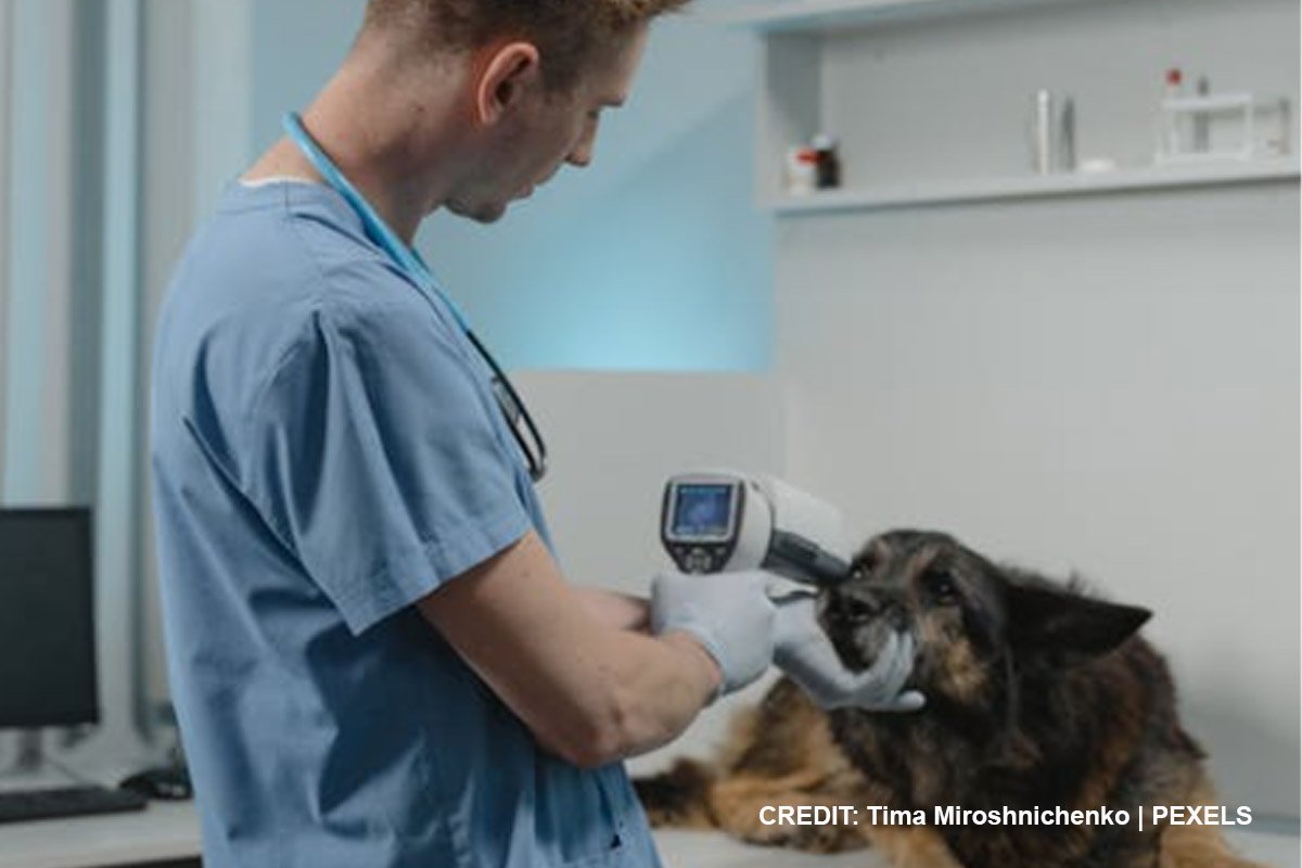 In-the-Market-for-a-Veterinary-Clinic