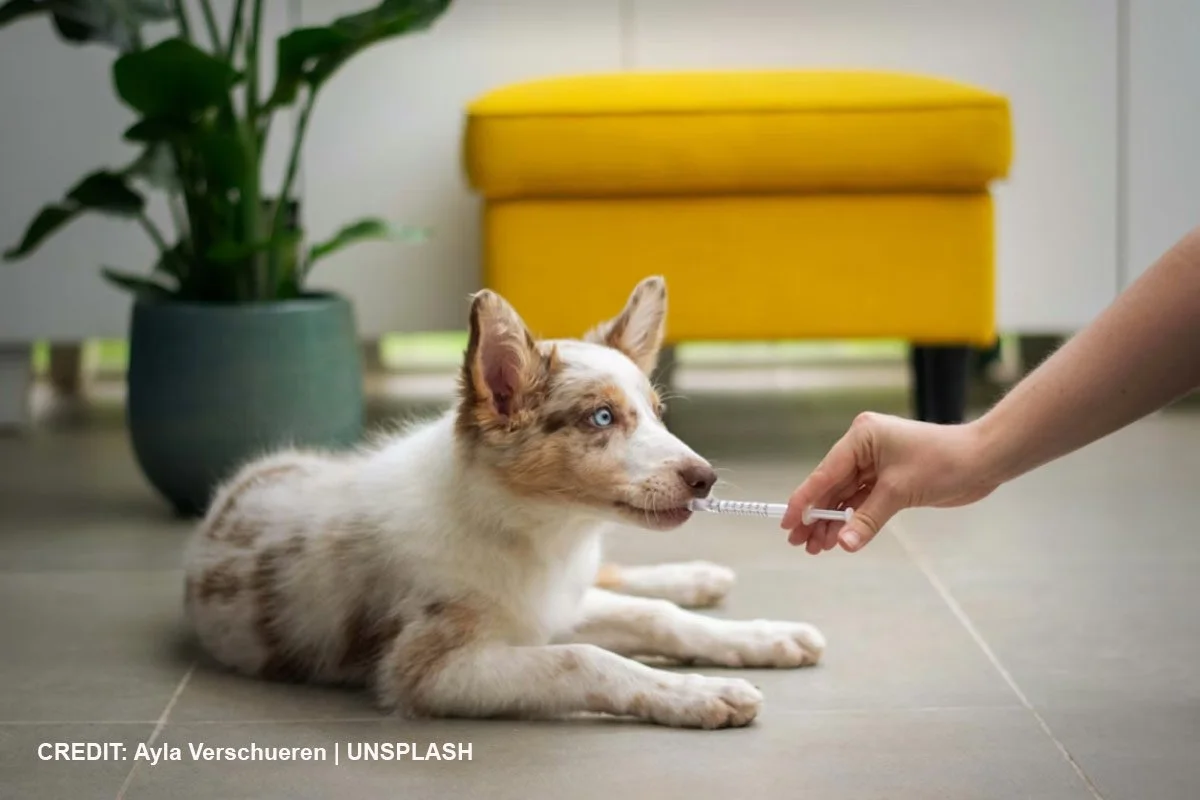 Covered All Your Bases? Why Your Vet Clinic Buyout Needs a Non-compete Clause