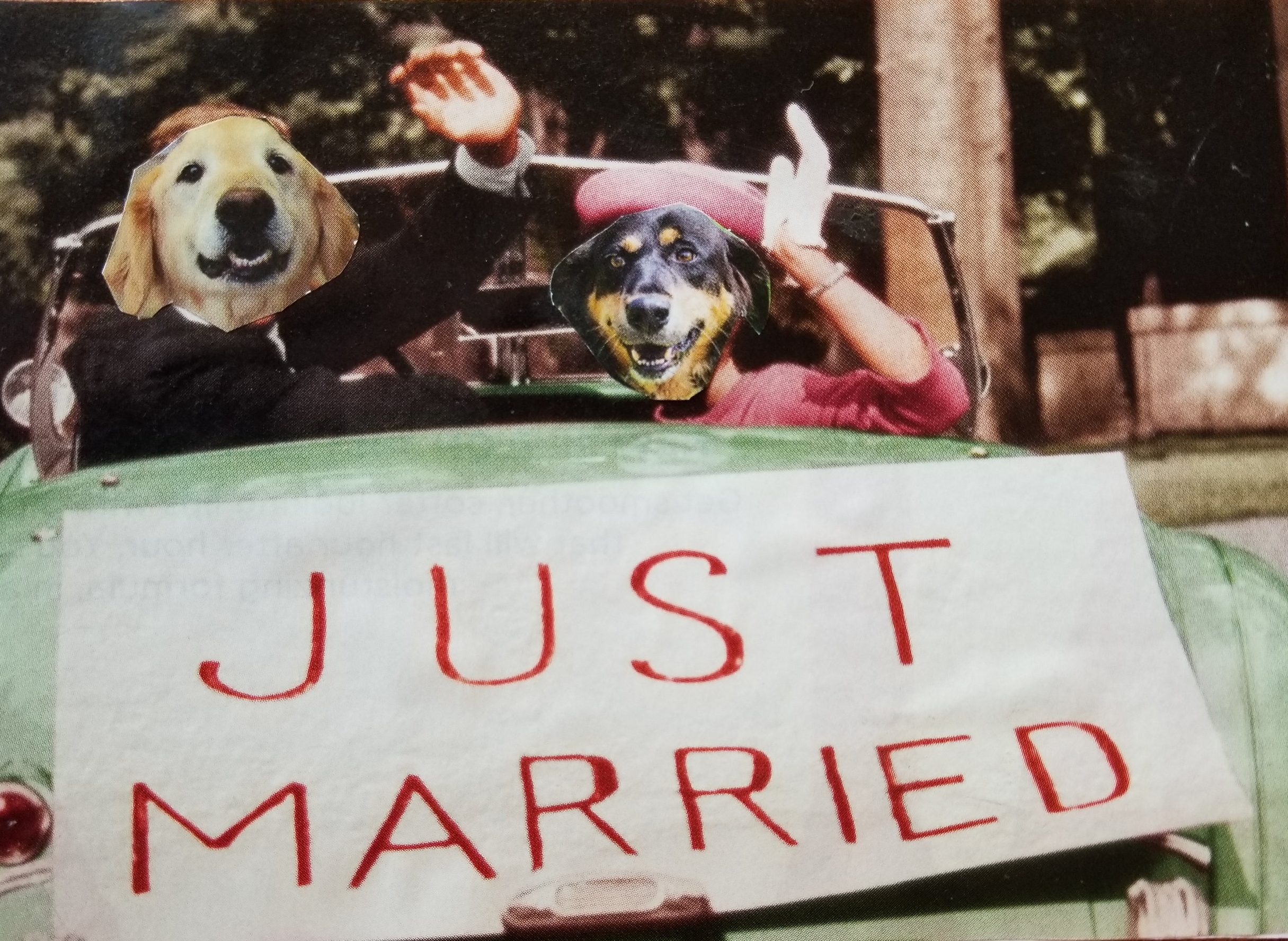 dog wedding.jpg