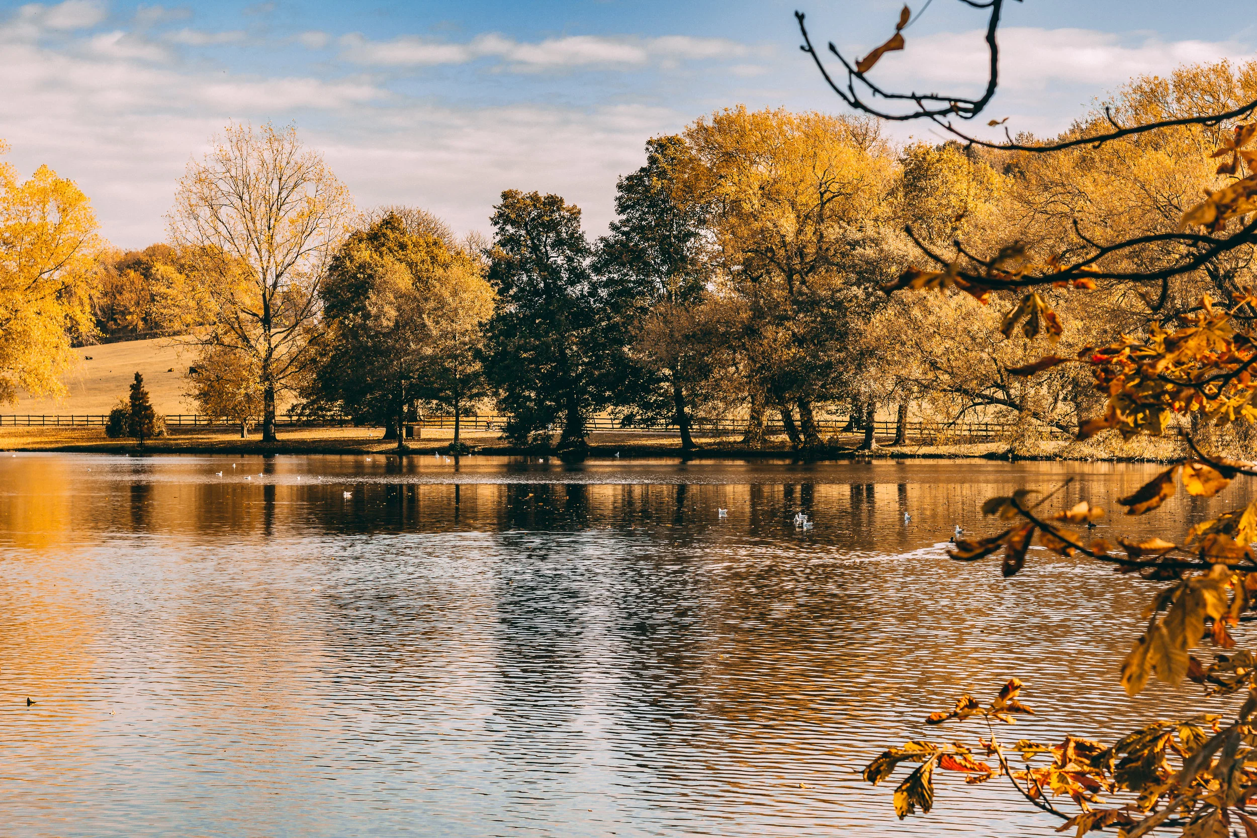 Golden Autumn Lake