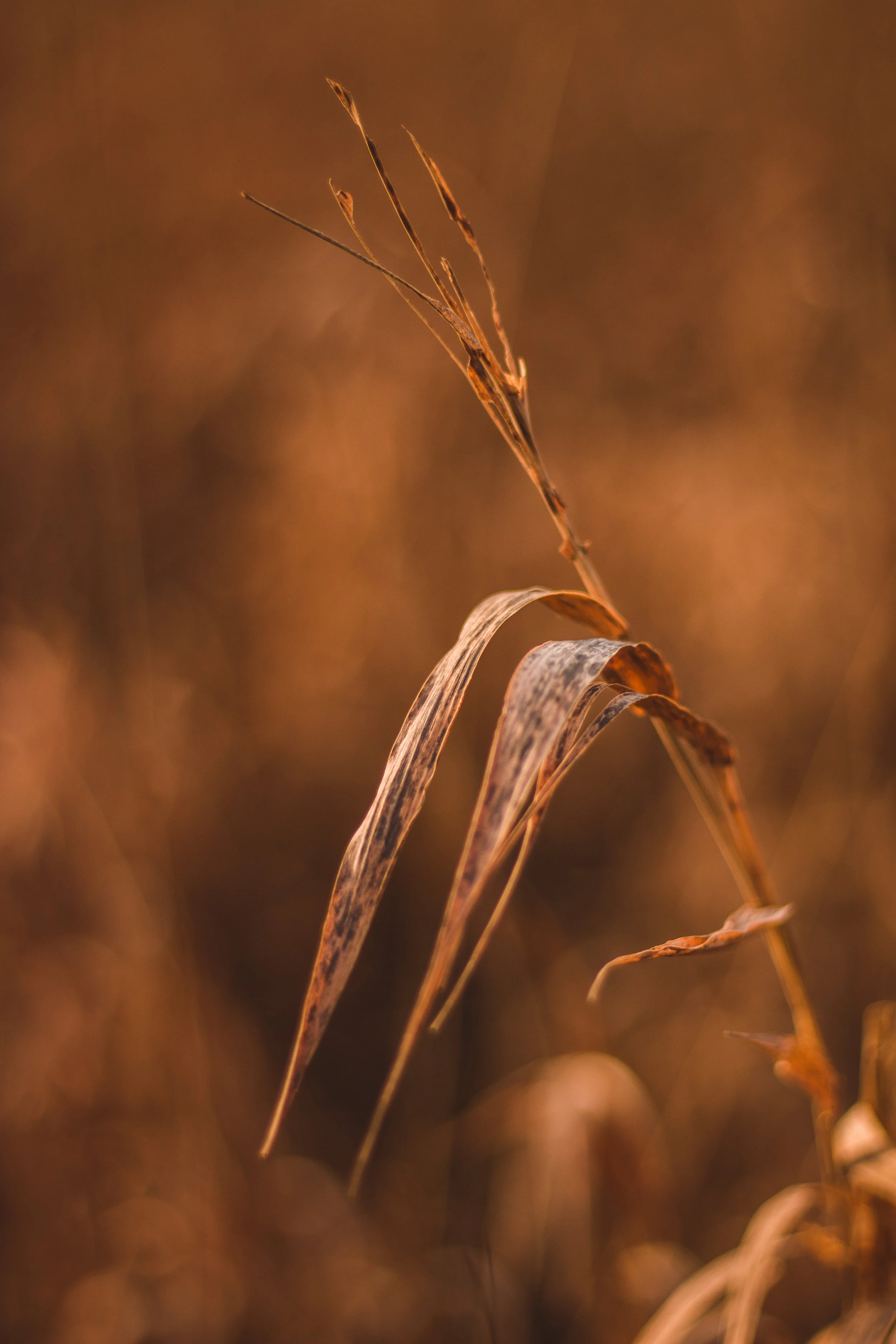 Golden Grass