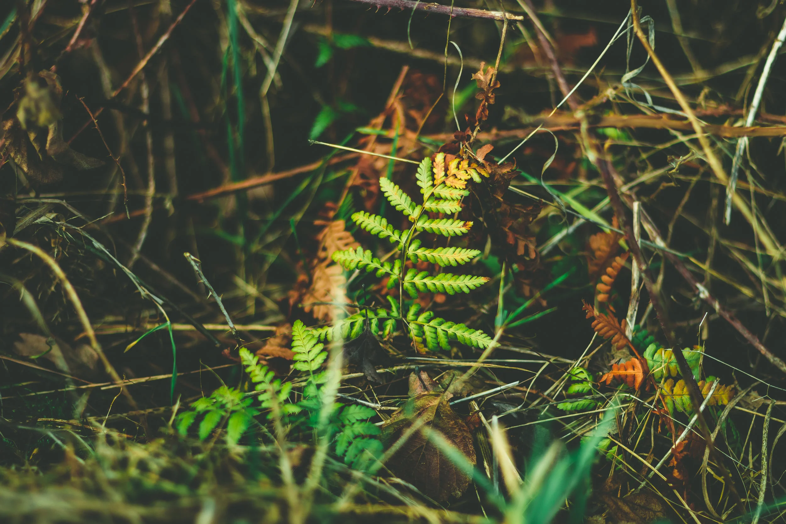 Little Green Fern